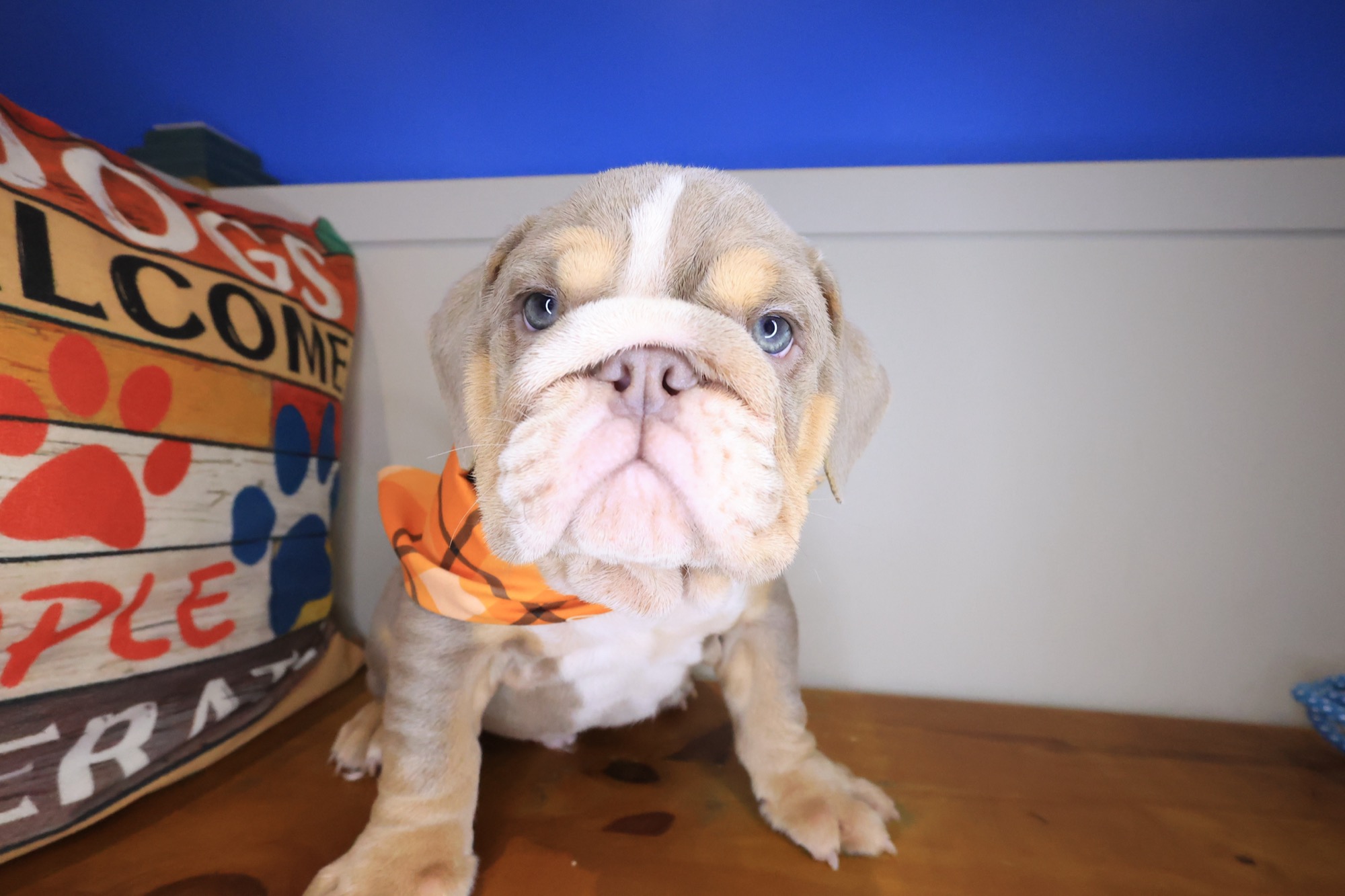 English Bulldog puppy