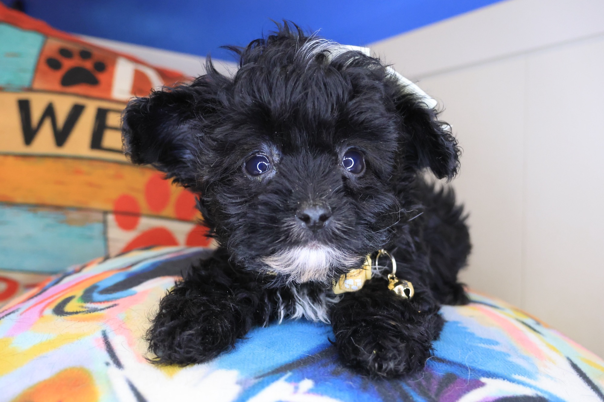 Yorkiepoo puppy