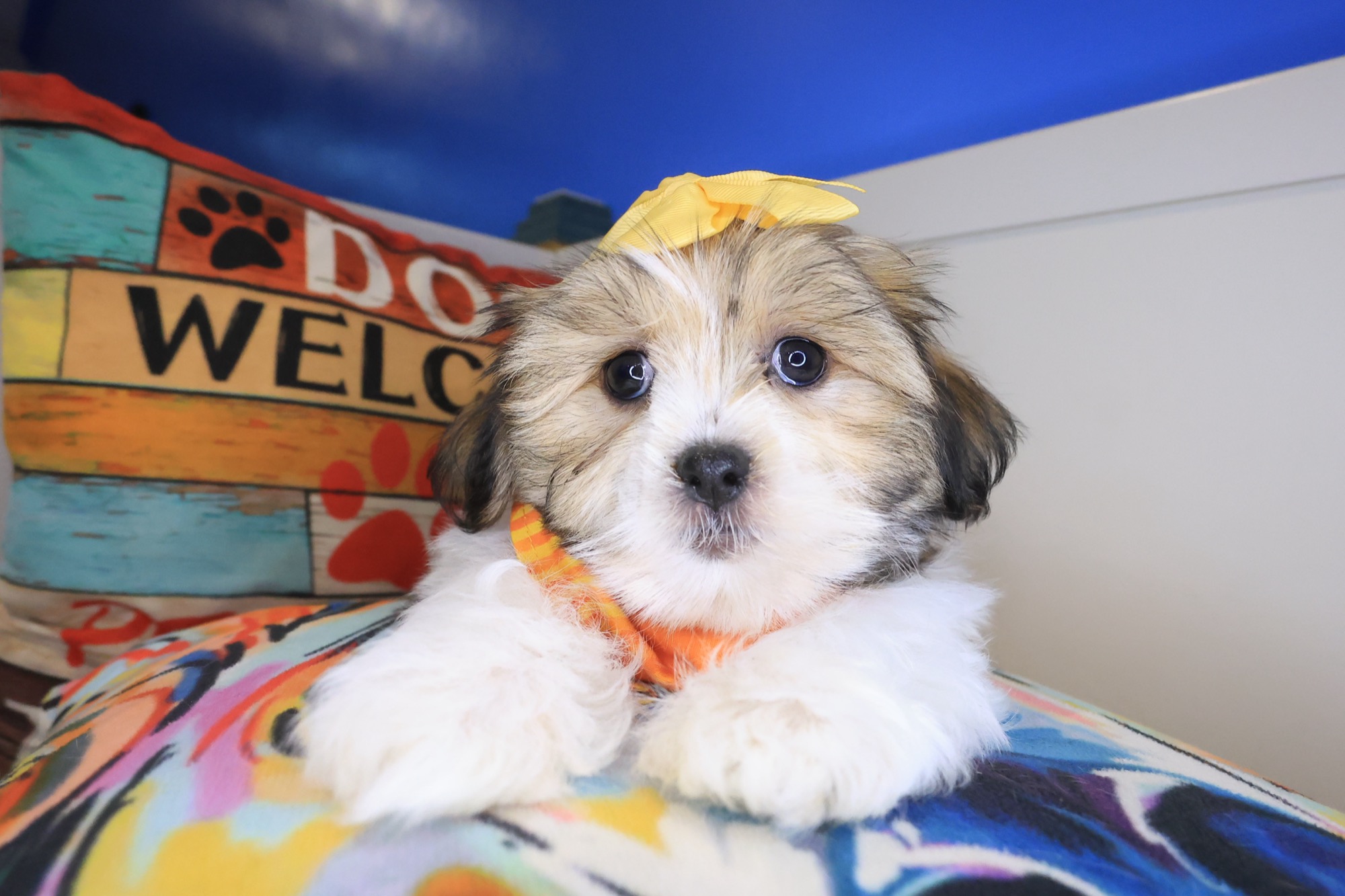 Malshi puppy