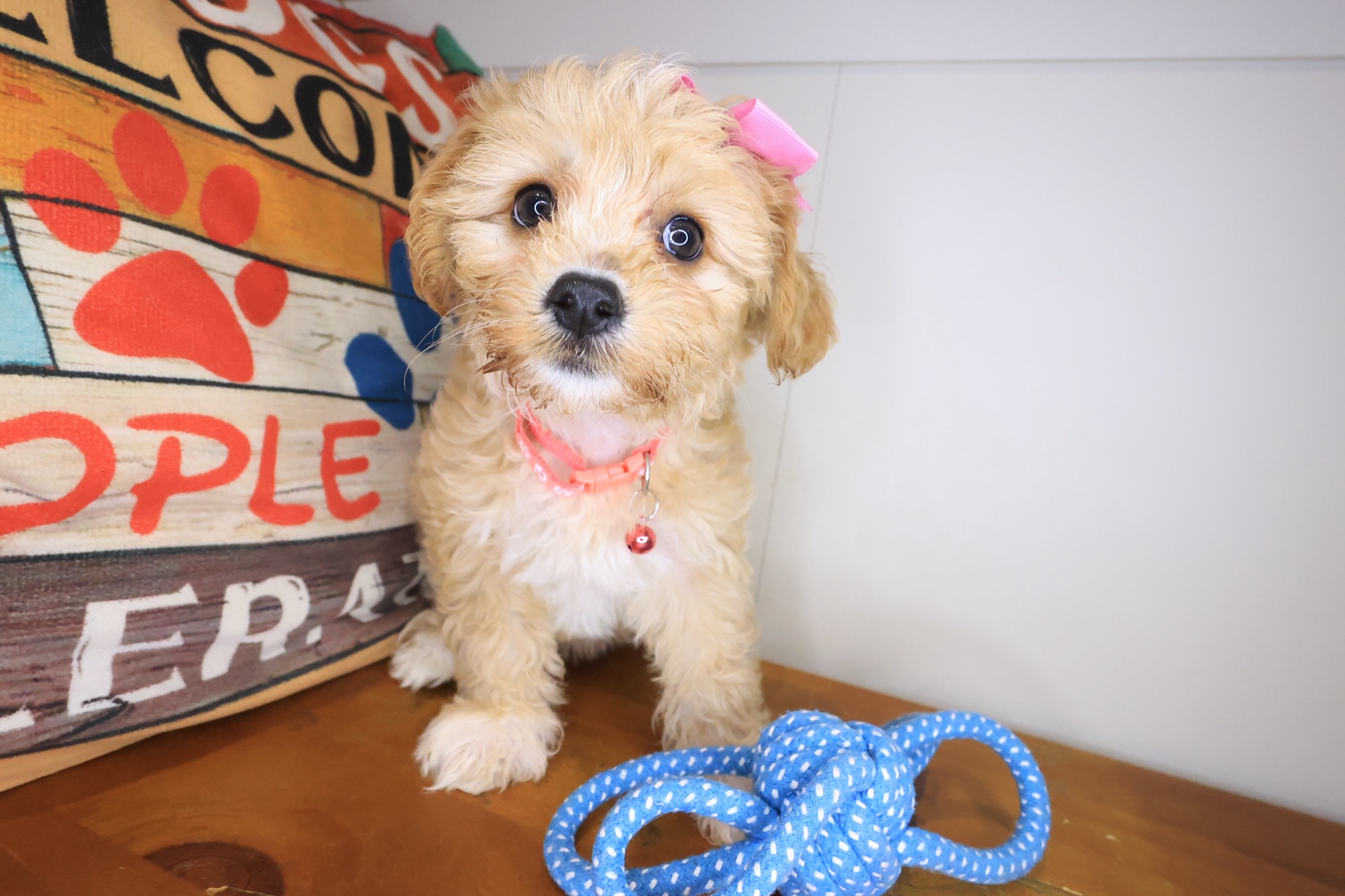 Yochon puppy