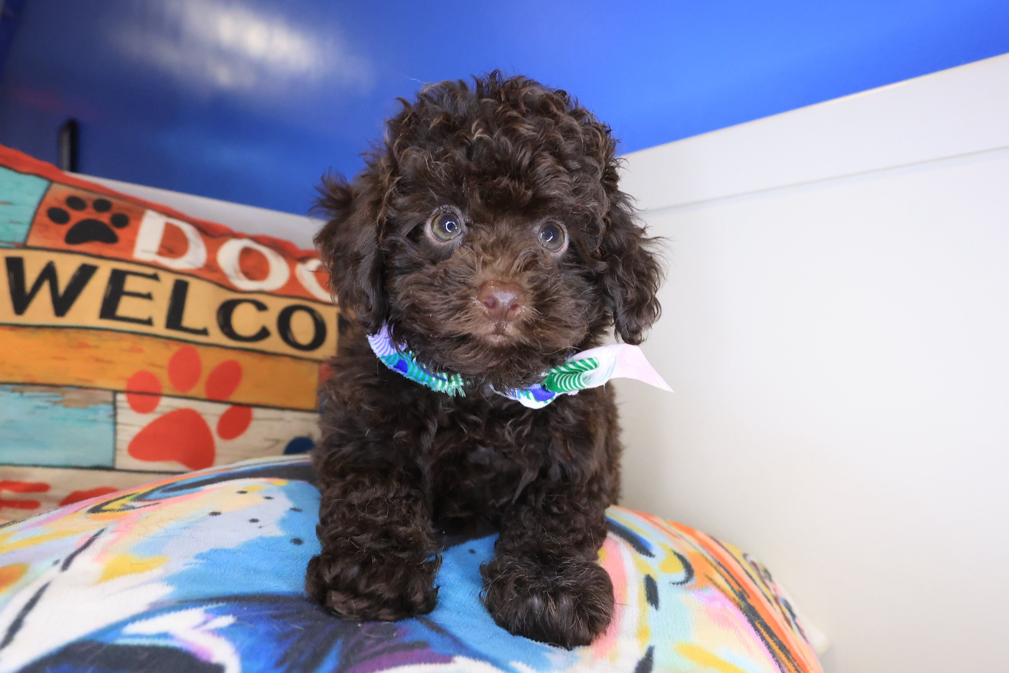 Poodle puppy