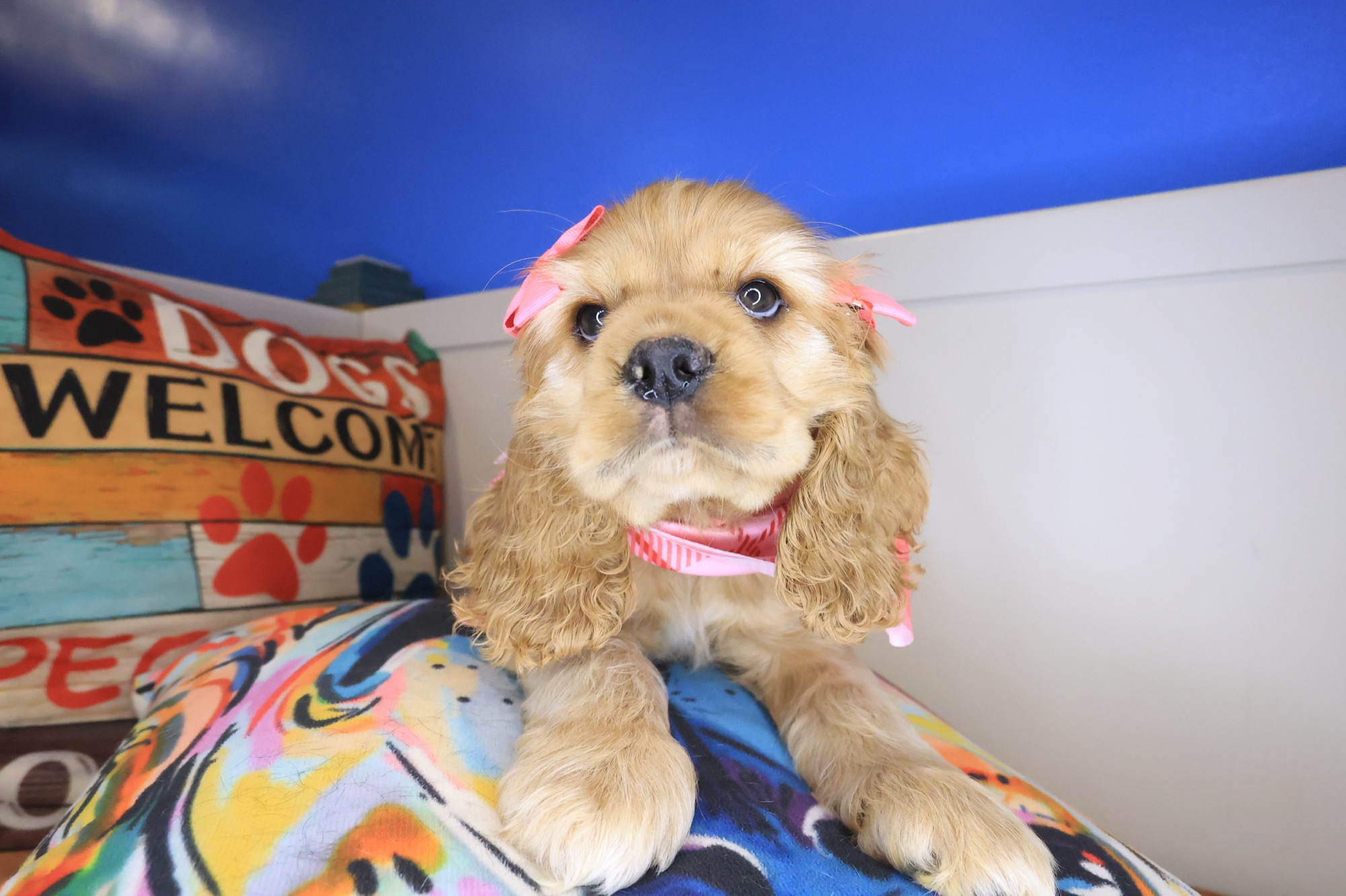 Cocker Spaniel puppy