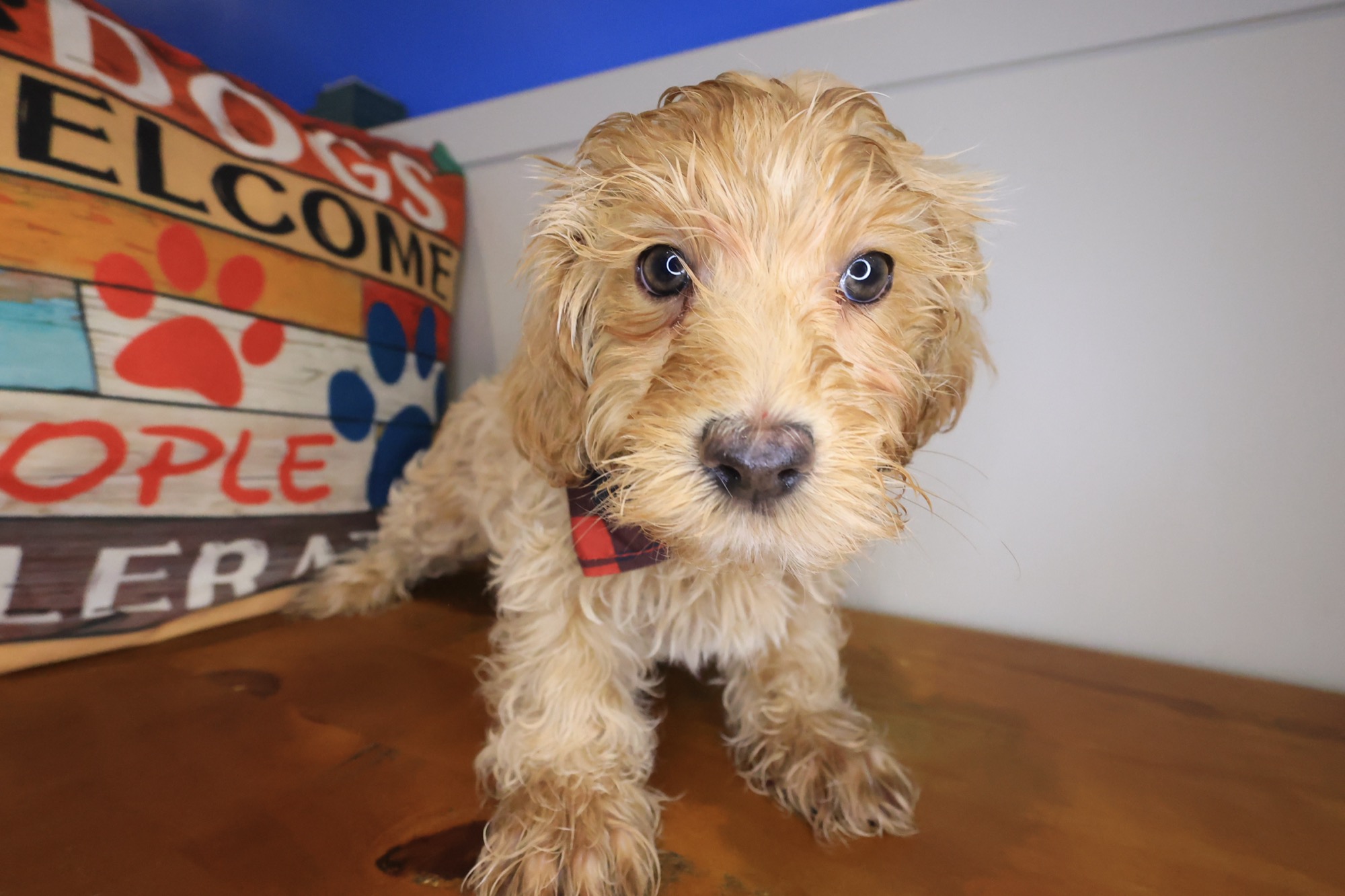 Havapoo puppy