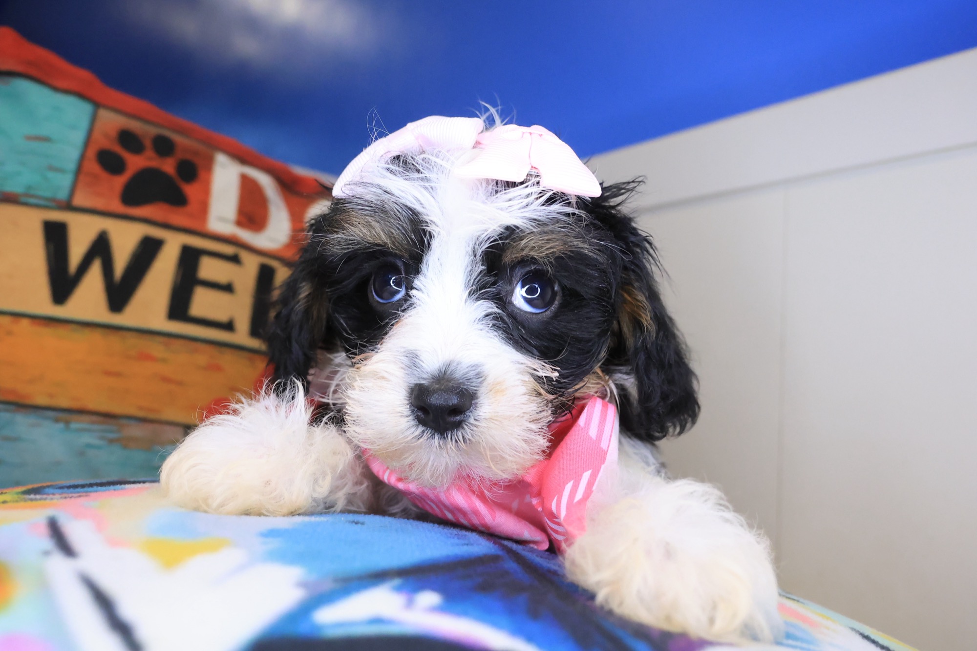 Cavapoo puppy