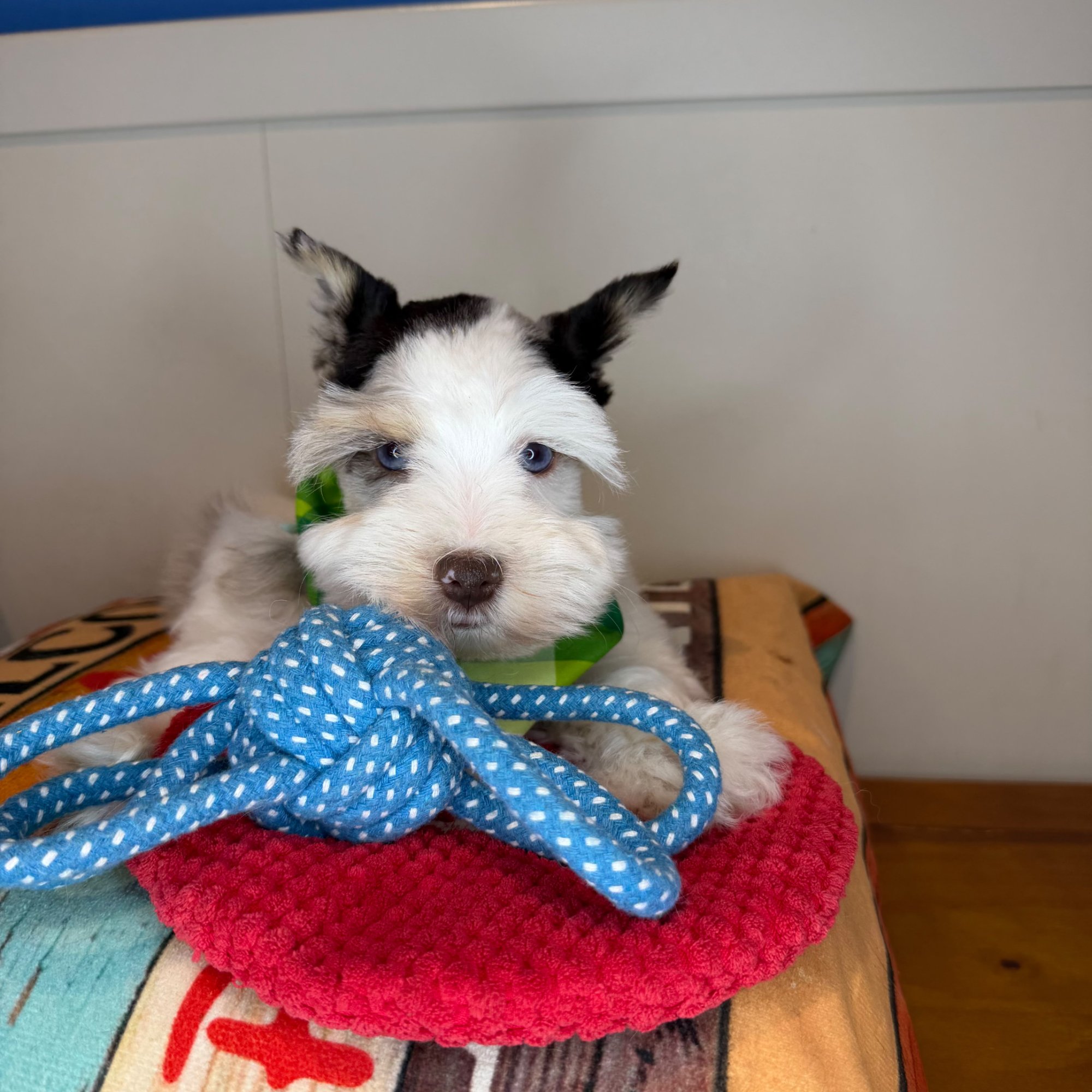 Schnauzer puppy
