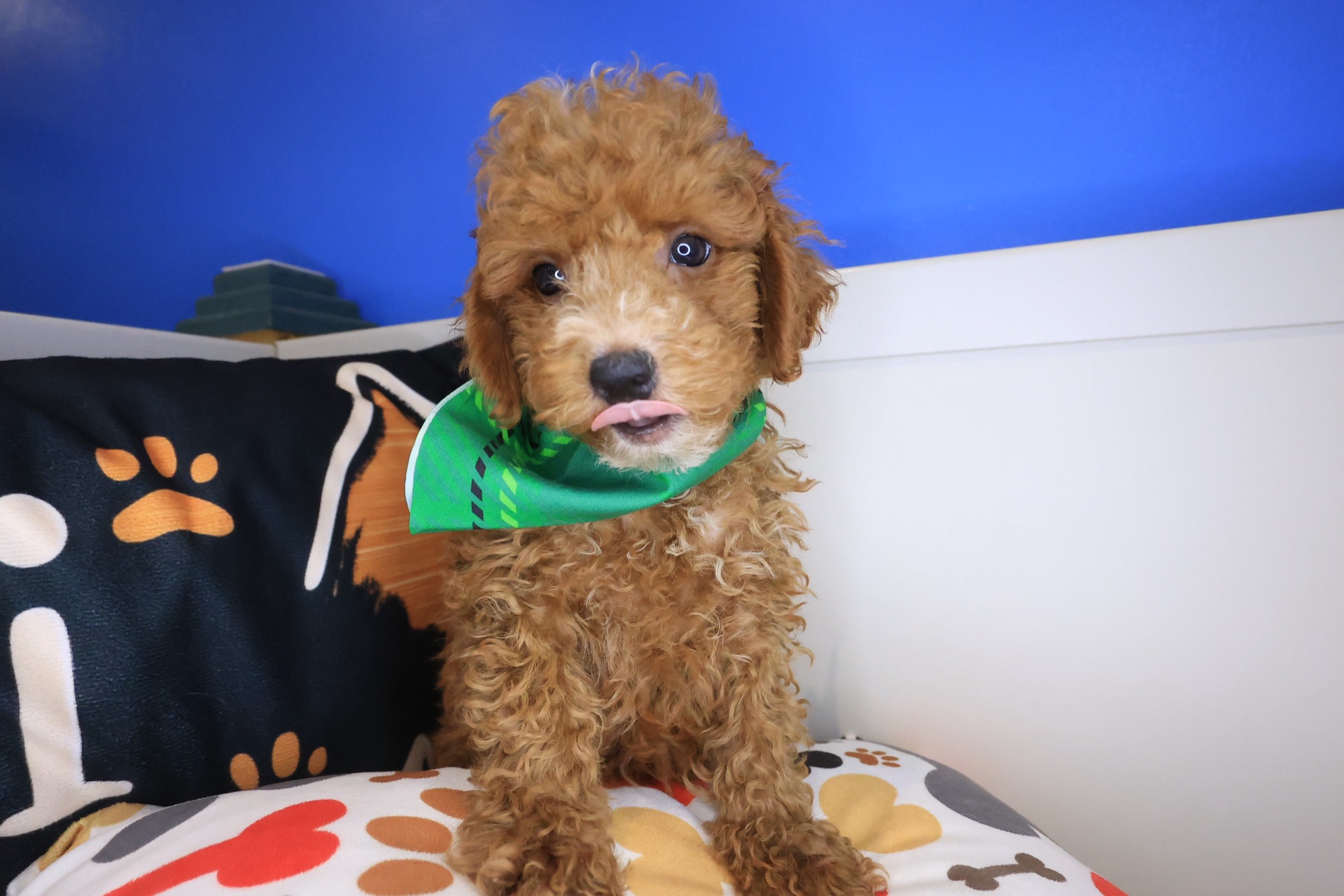 Kingpin, Goldendoodle puppy photo 2