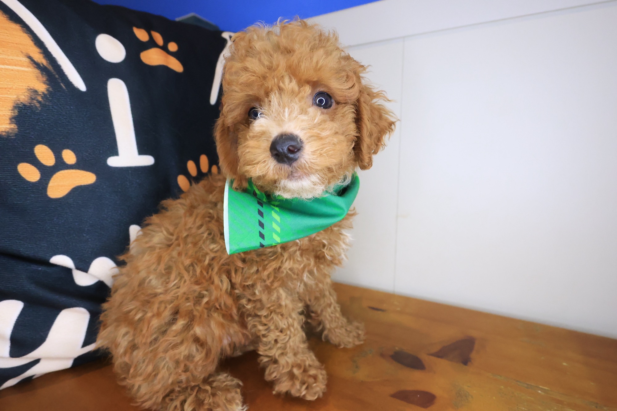 Kingpin, Goldendoodle puppy photo 3