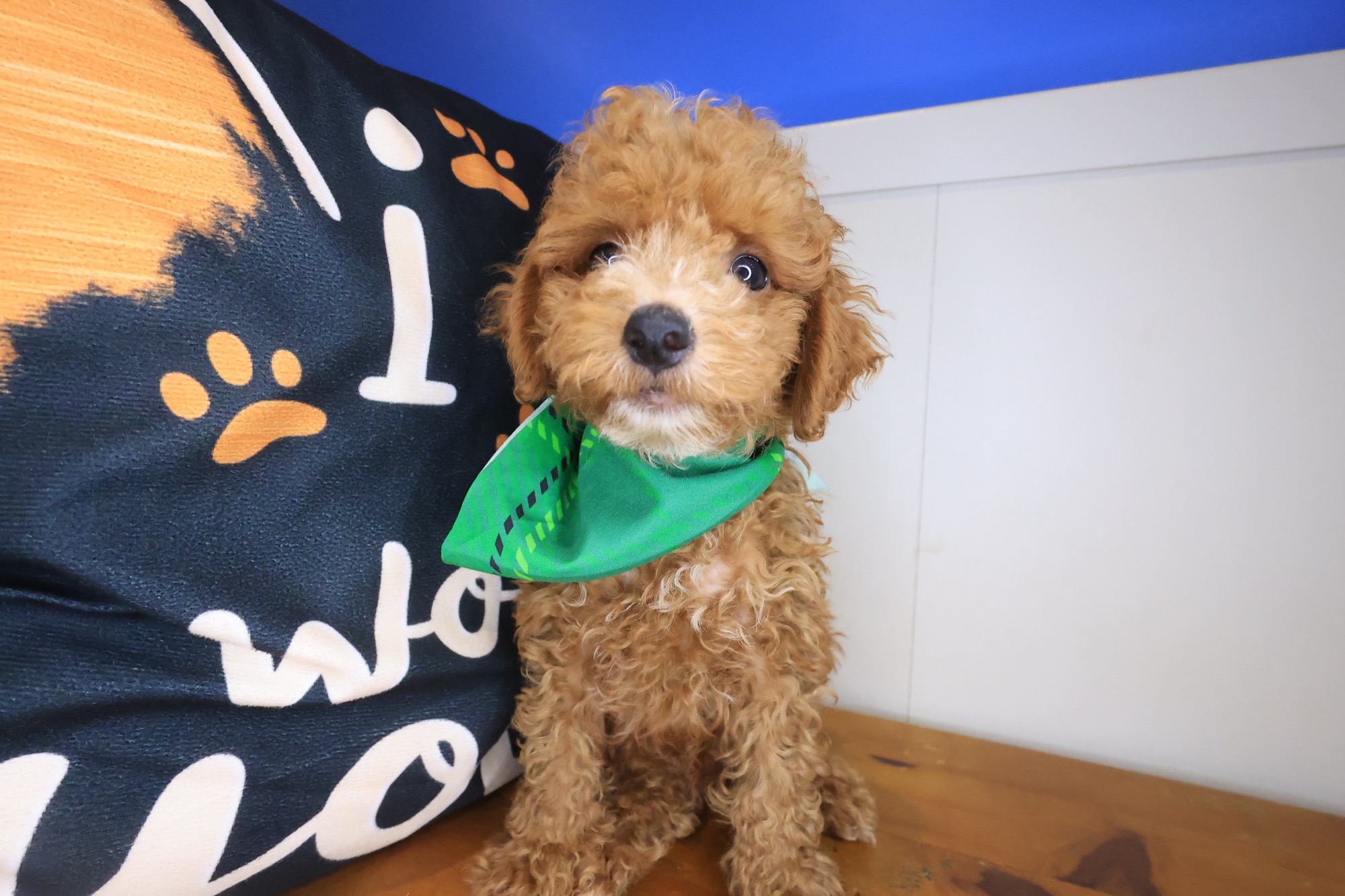 Kingpin, Goldendoodle puppy photo 4