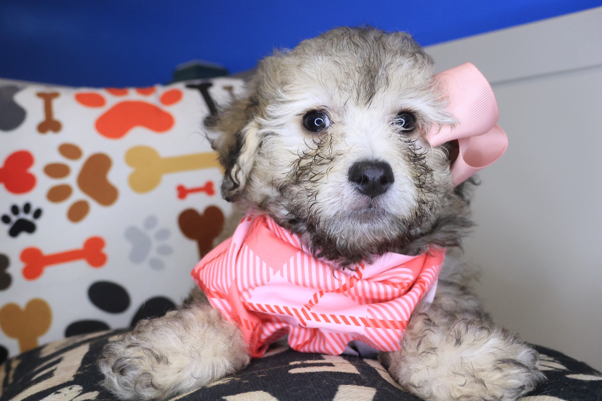 Pablo, Bichapoo puppy photo 2