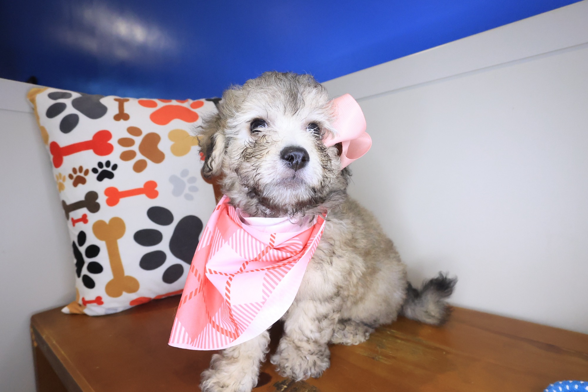 Pablo, Bichapoo puppy photo 3