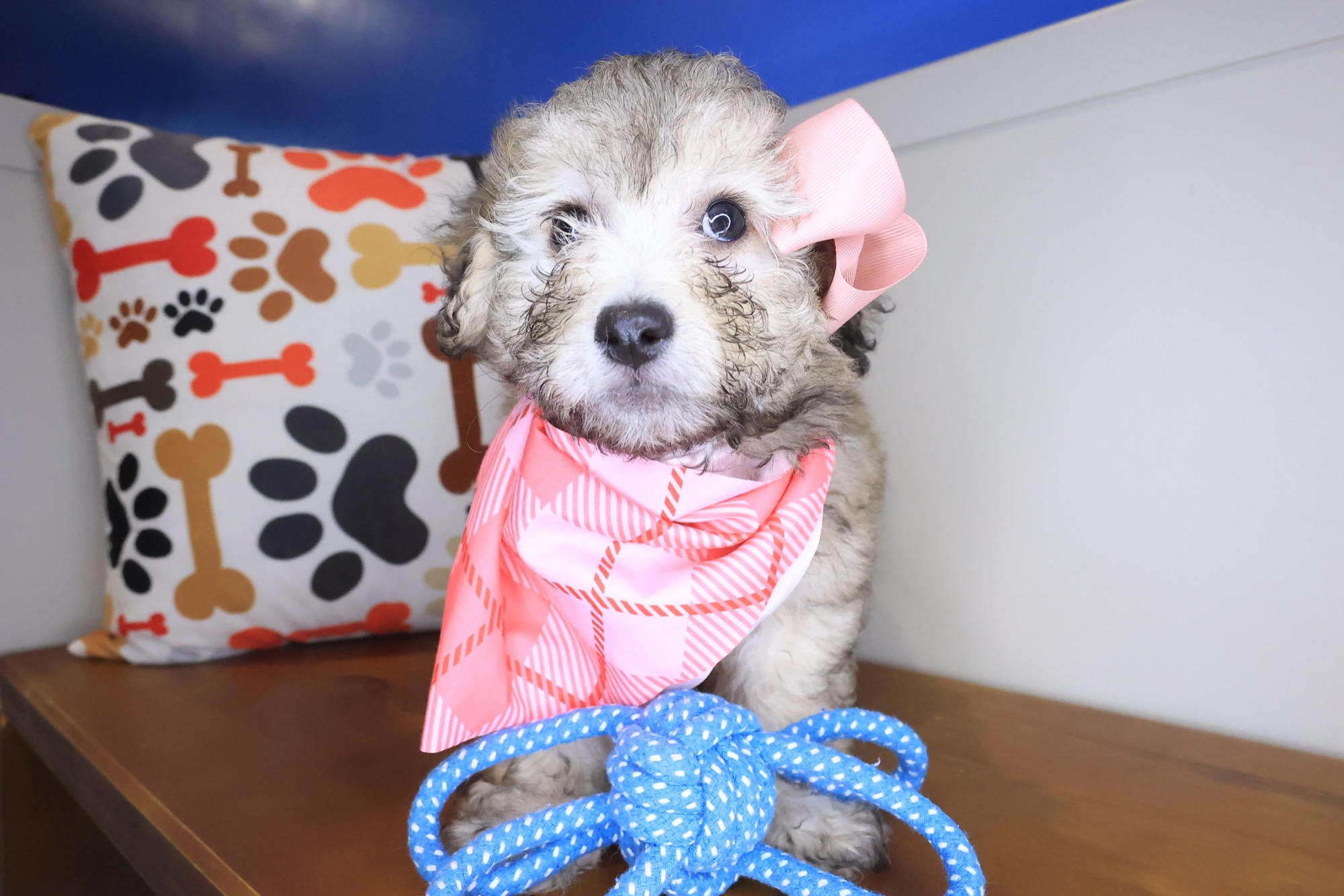 Pablo, Bichapoo puppy photo 4