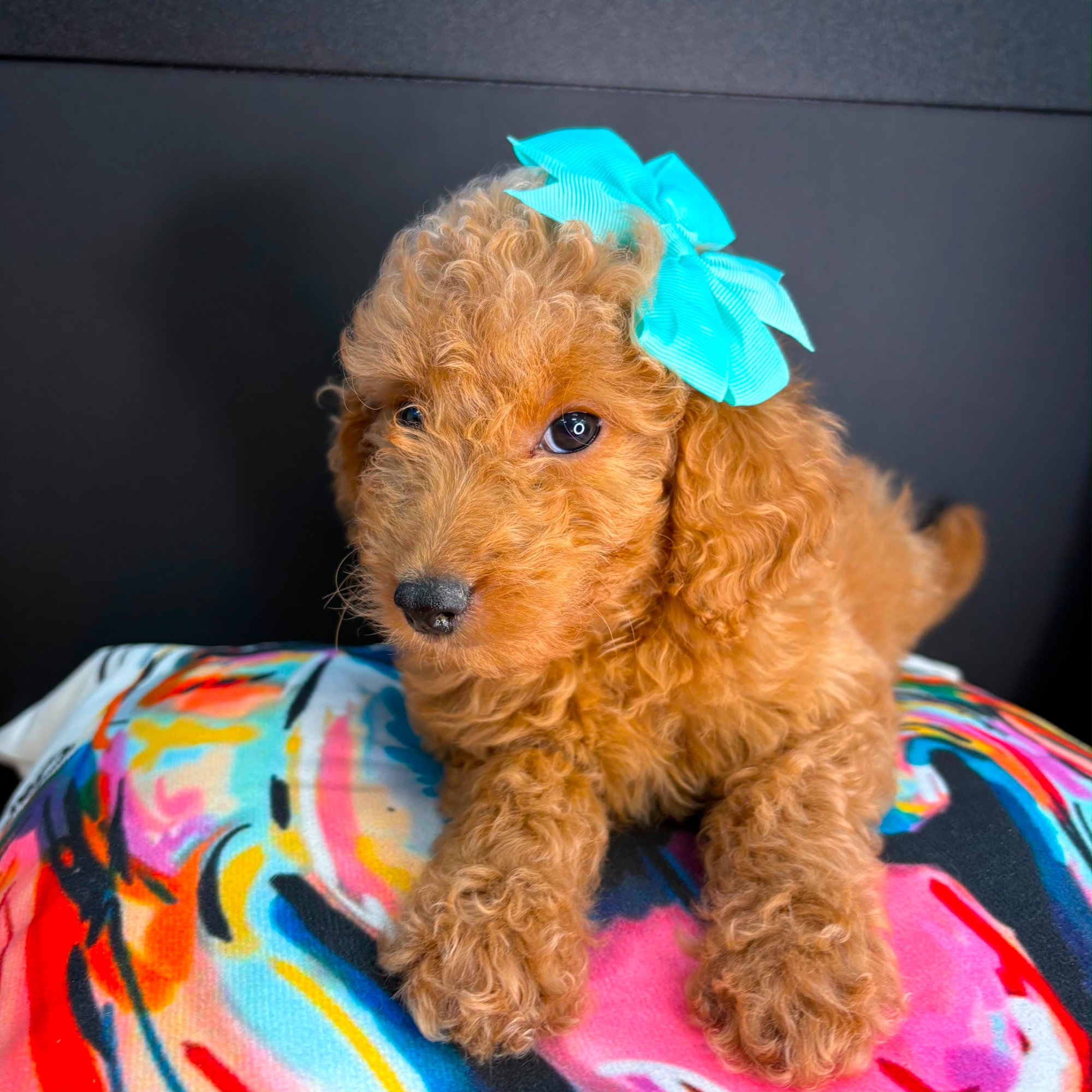 Emma, Goldendoodle puppy photo 2