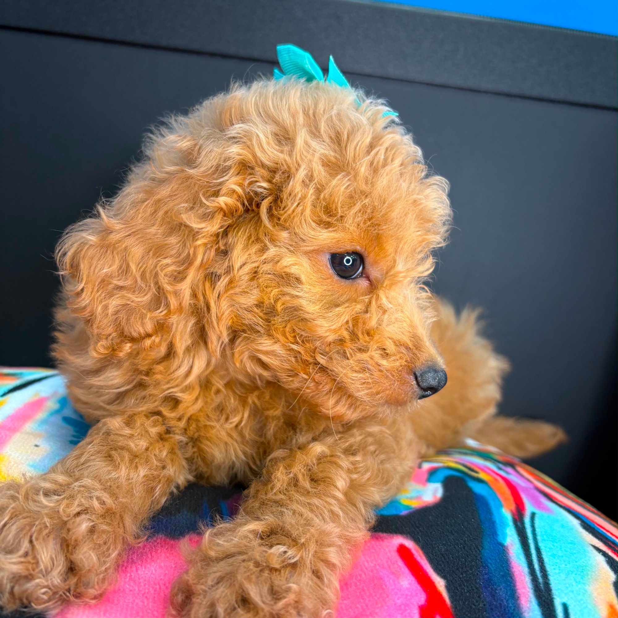 Emma, Goldendoodle puppy photo 3