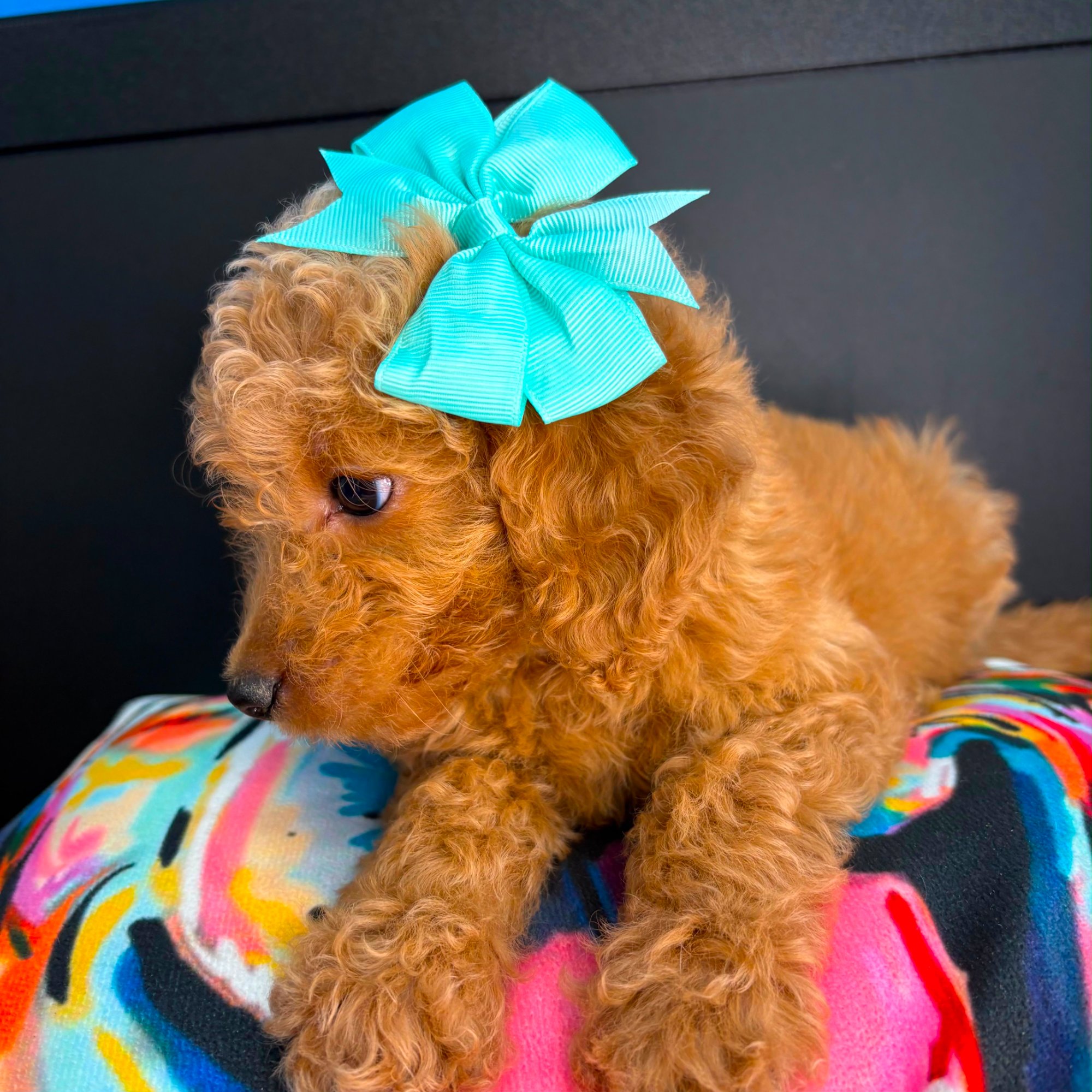 Emma, Goldendoodle puppy photo 4