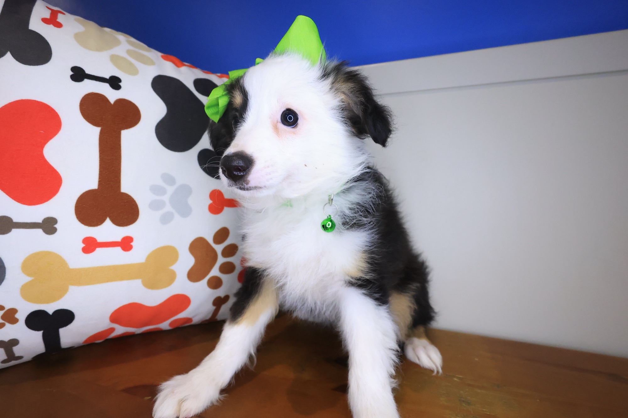 Adrien, Australian Shepherd puppy photo 2