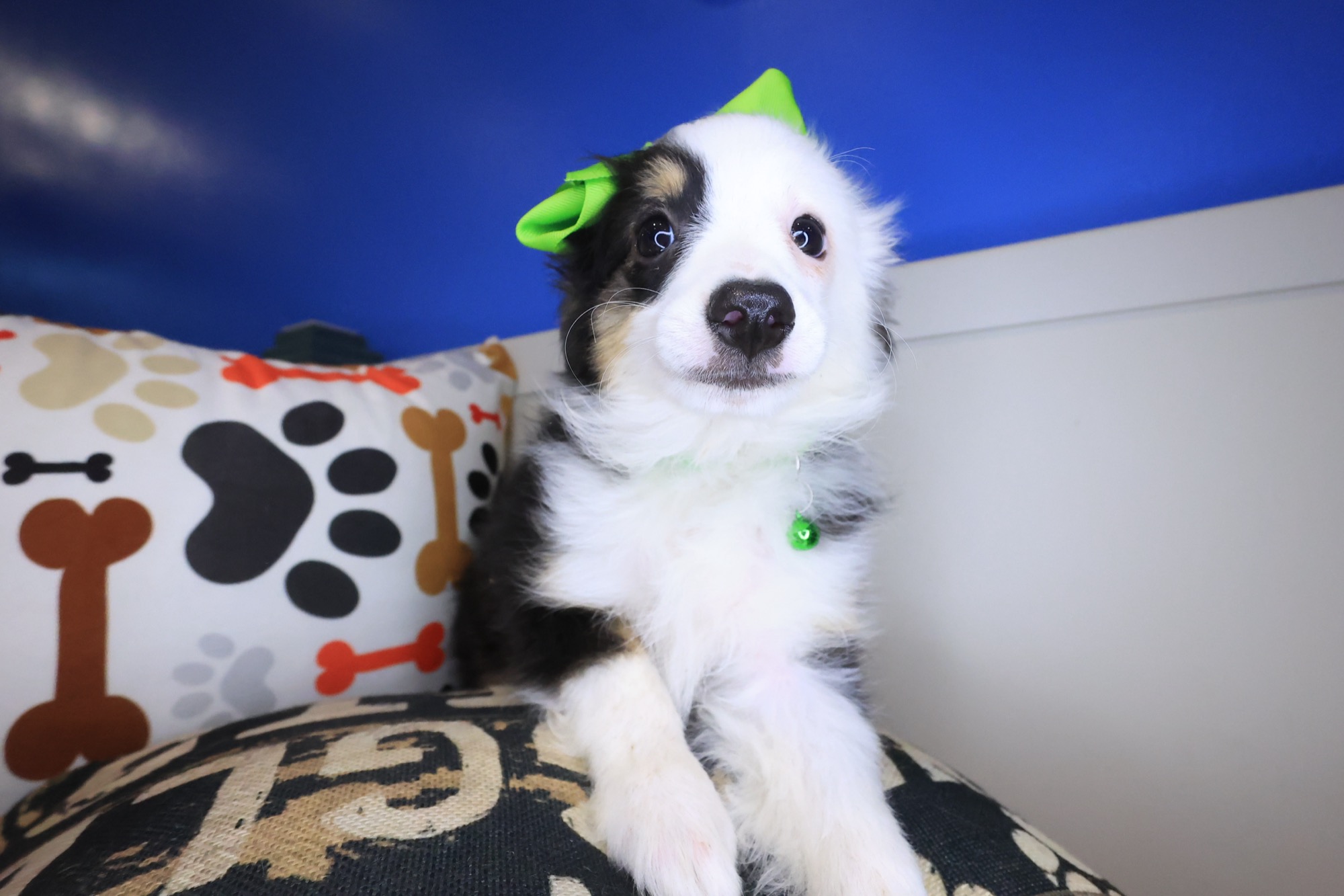 Adrien, Australian Shepherd puppy photo 3