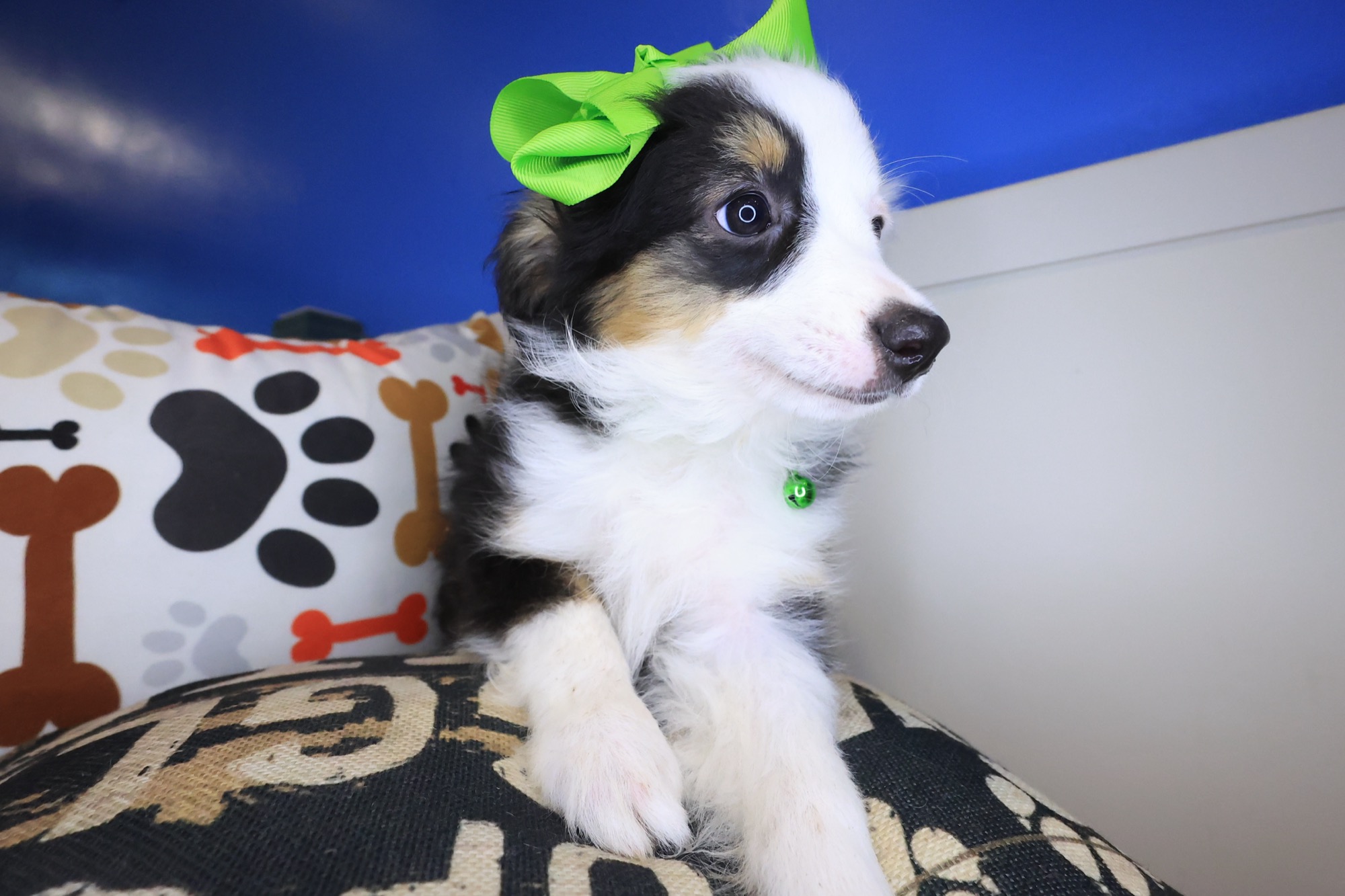 Adrien, Australian Shepherd puppy photo 4