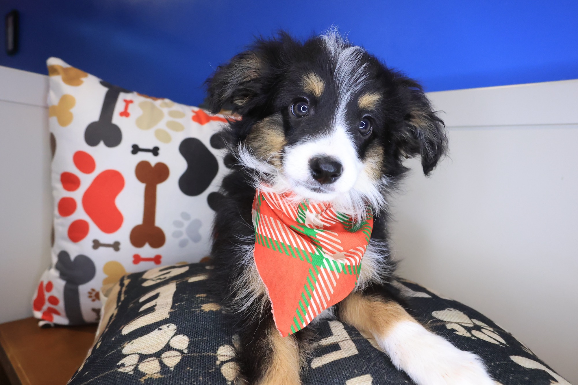 Houdini, Australian Shepherd puppy photo 2