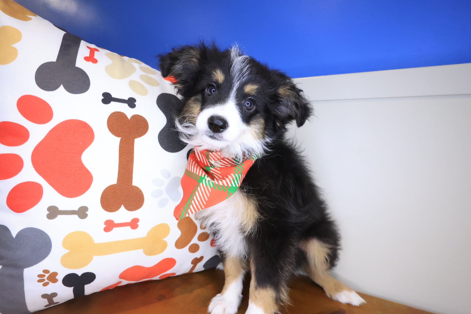 Houdini, Australian Shepherd puppy photo 3