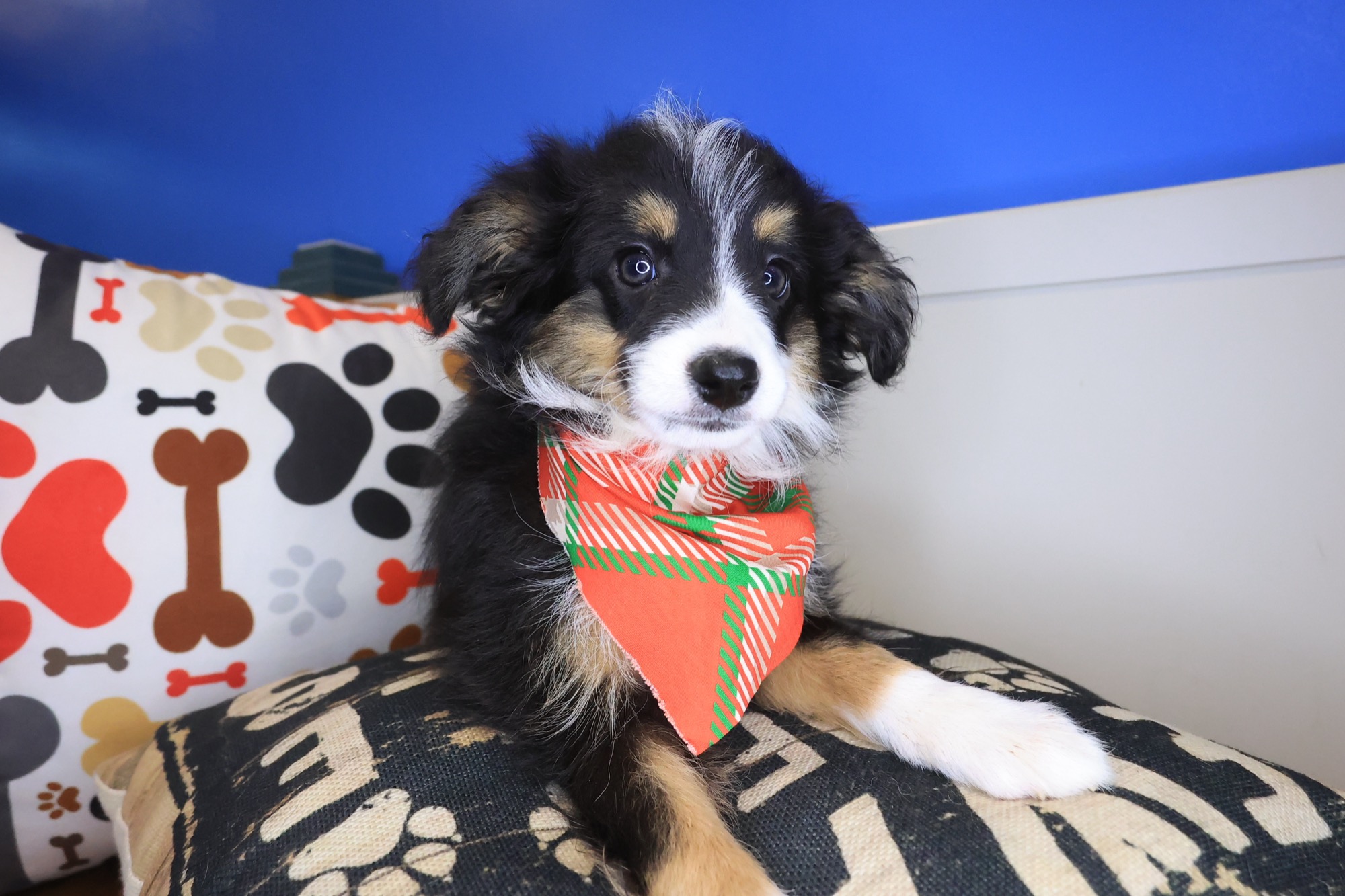 Houdini, Australian Shepherd puppy photo 4