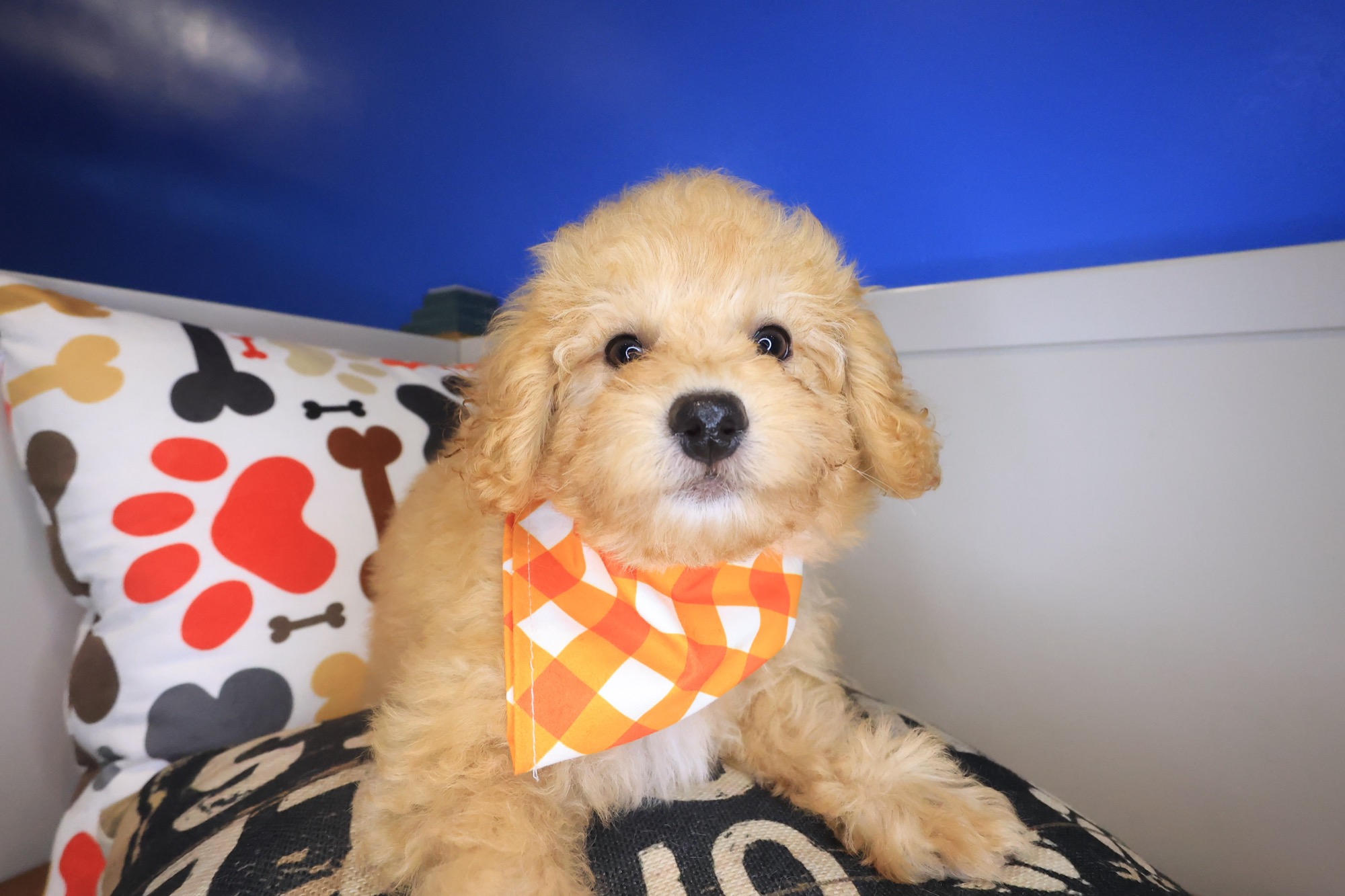Bearcat, Maltipoo puppy photo 2