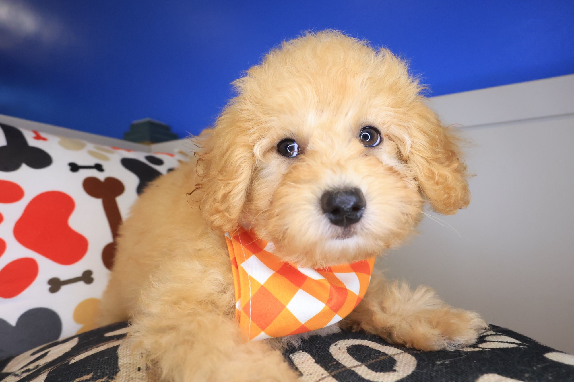 Bearcat, Maltipoo puppy photo 3