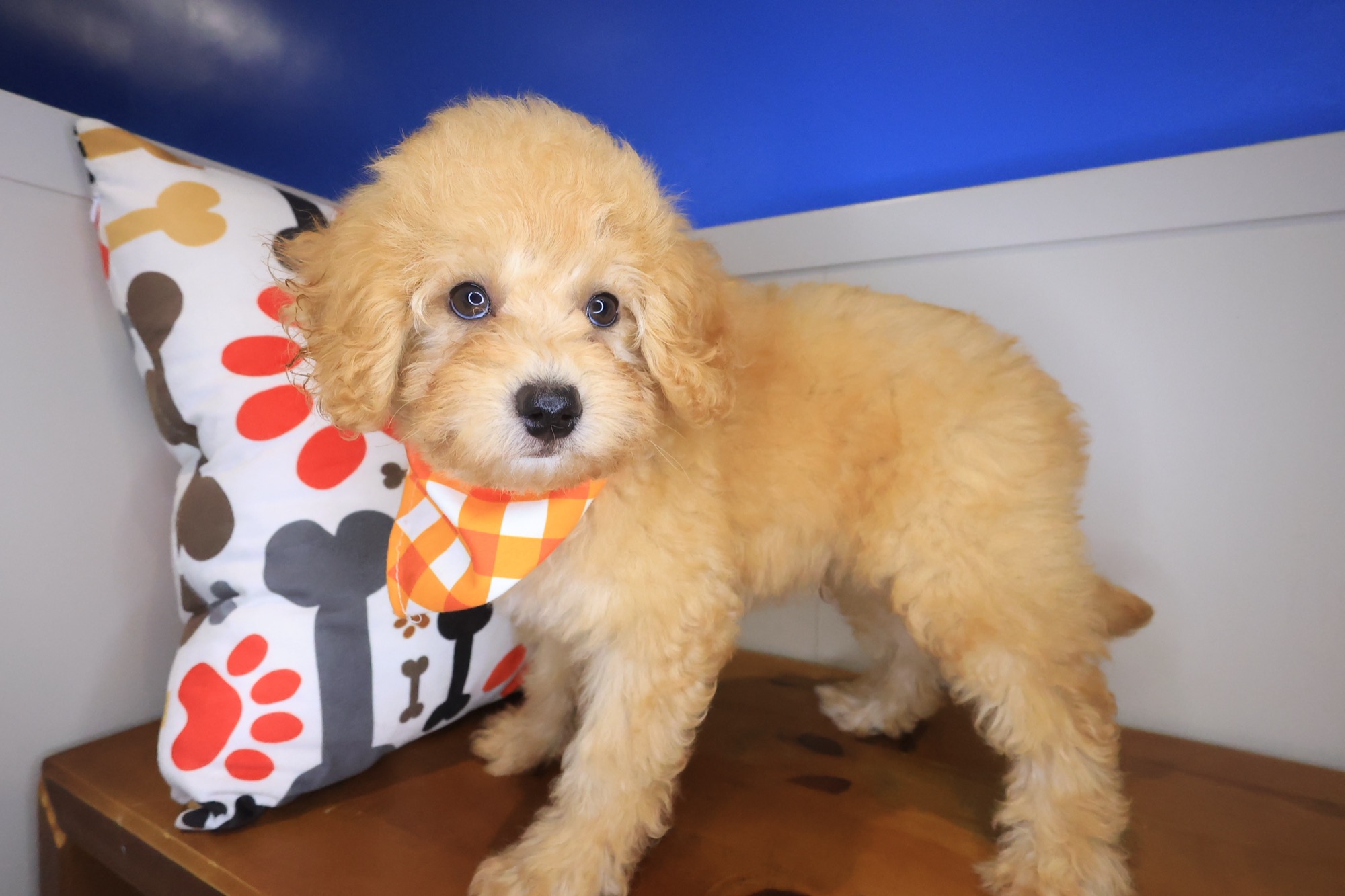 Bearcat, Maltipoo puppy photo 4