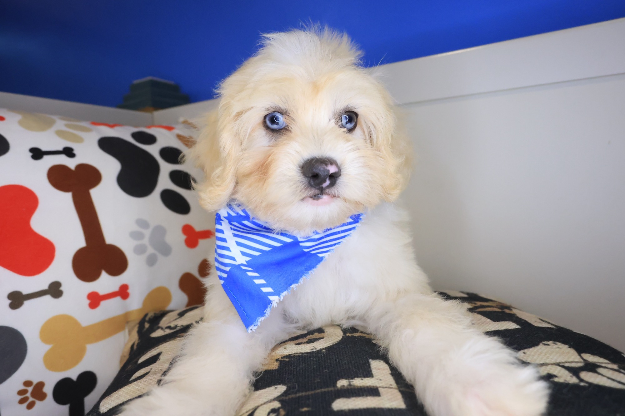 Garfunkel, Maltipoo puppy