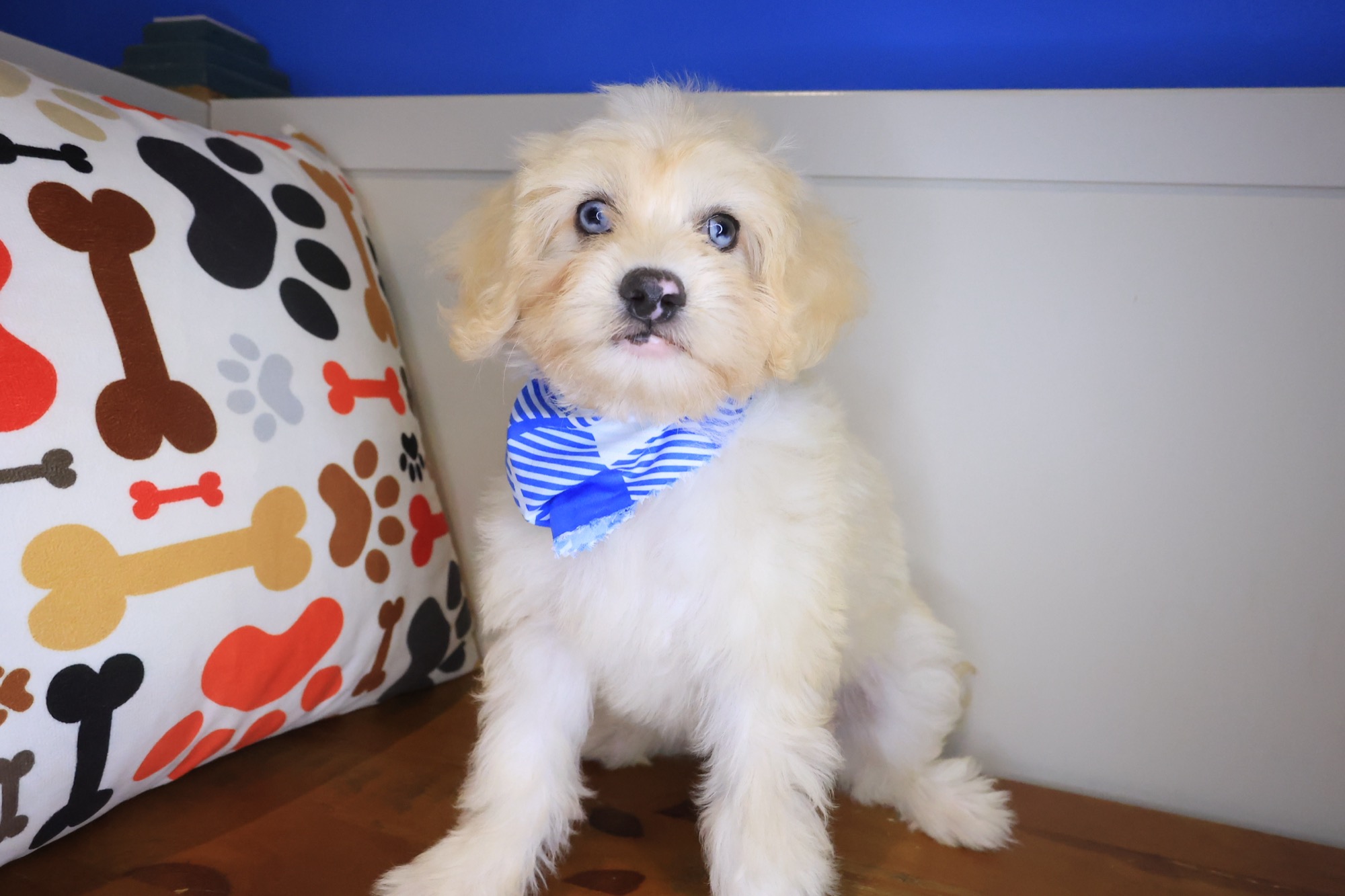 Garfunkel, Maltipoo puppy photo 2