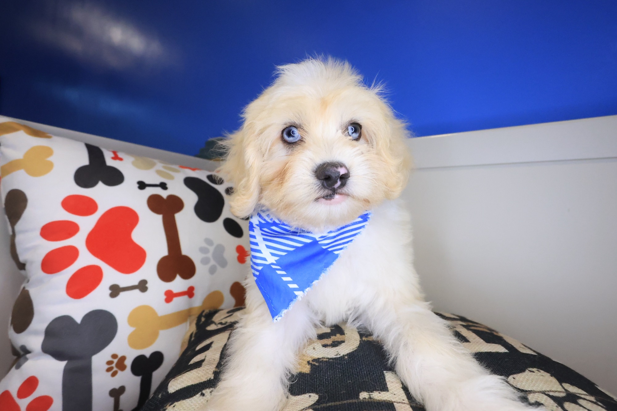 Garfunkel, Maltipoo puppy photo 3