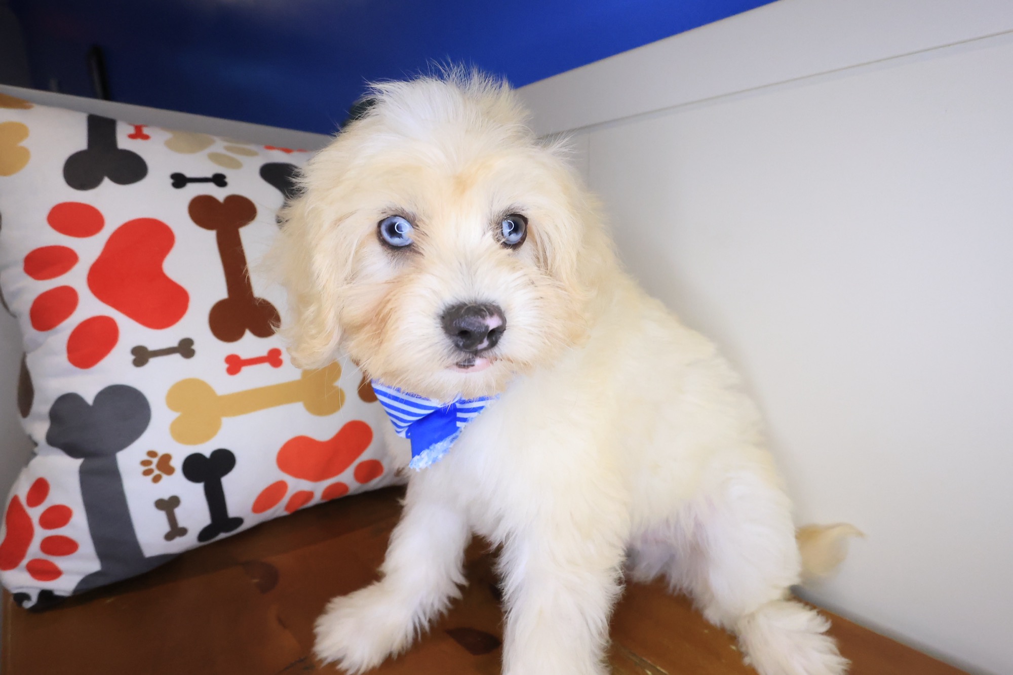 Garfunkel, Maltipoo puppy photo 4