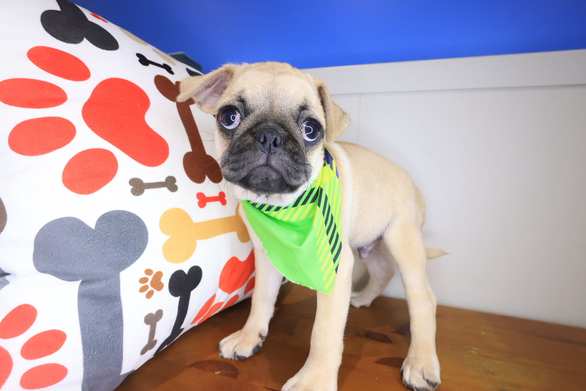 Arvin, Pug puppy