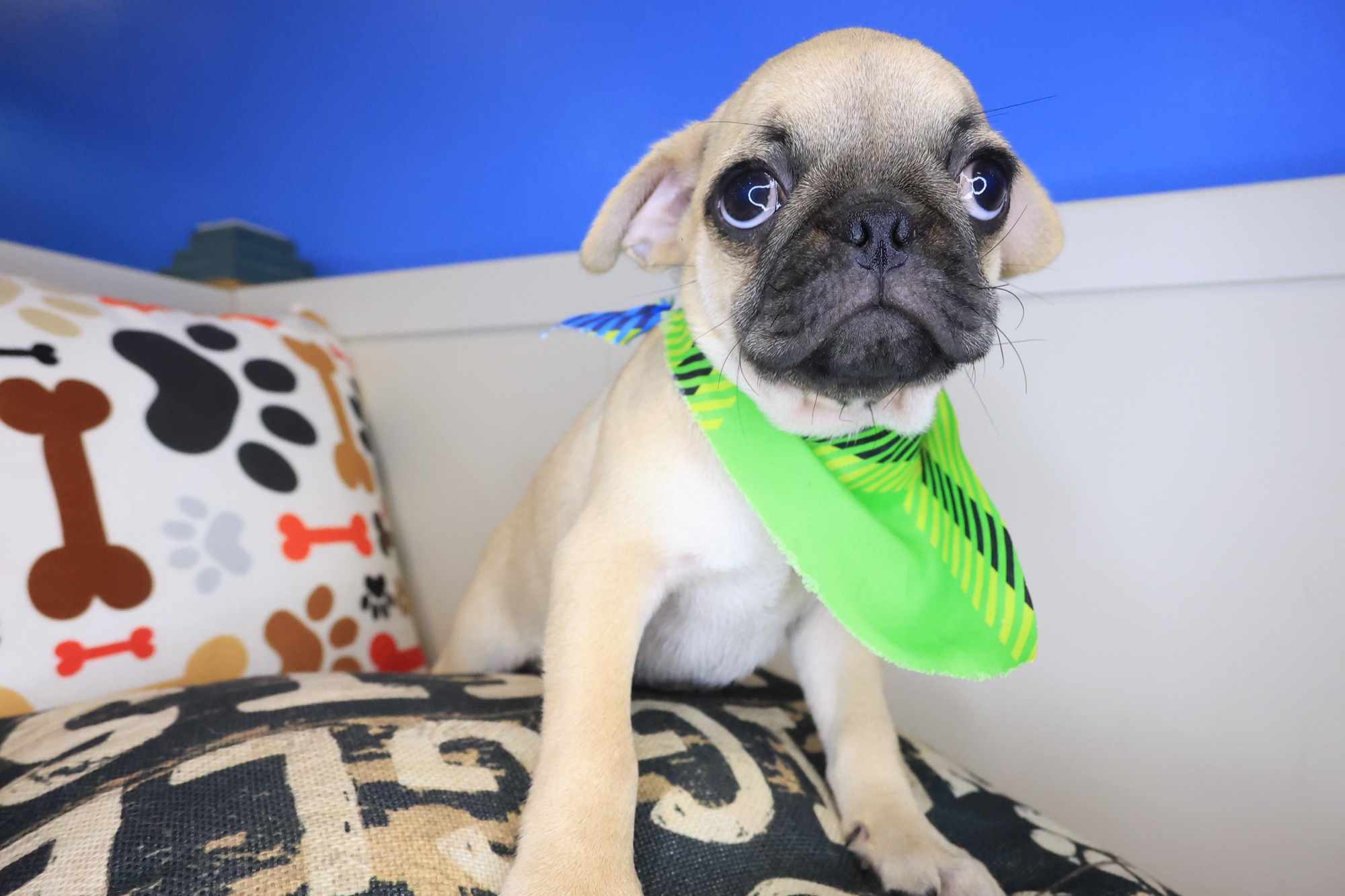 Arvin, Pug puppy photo 2