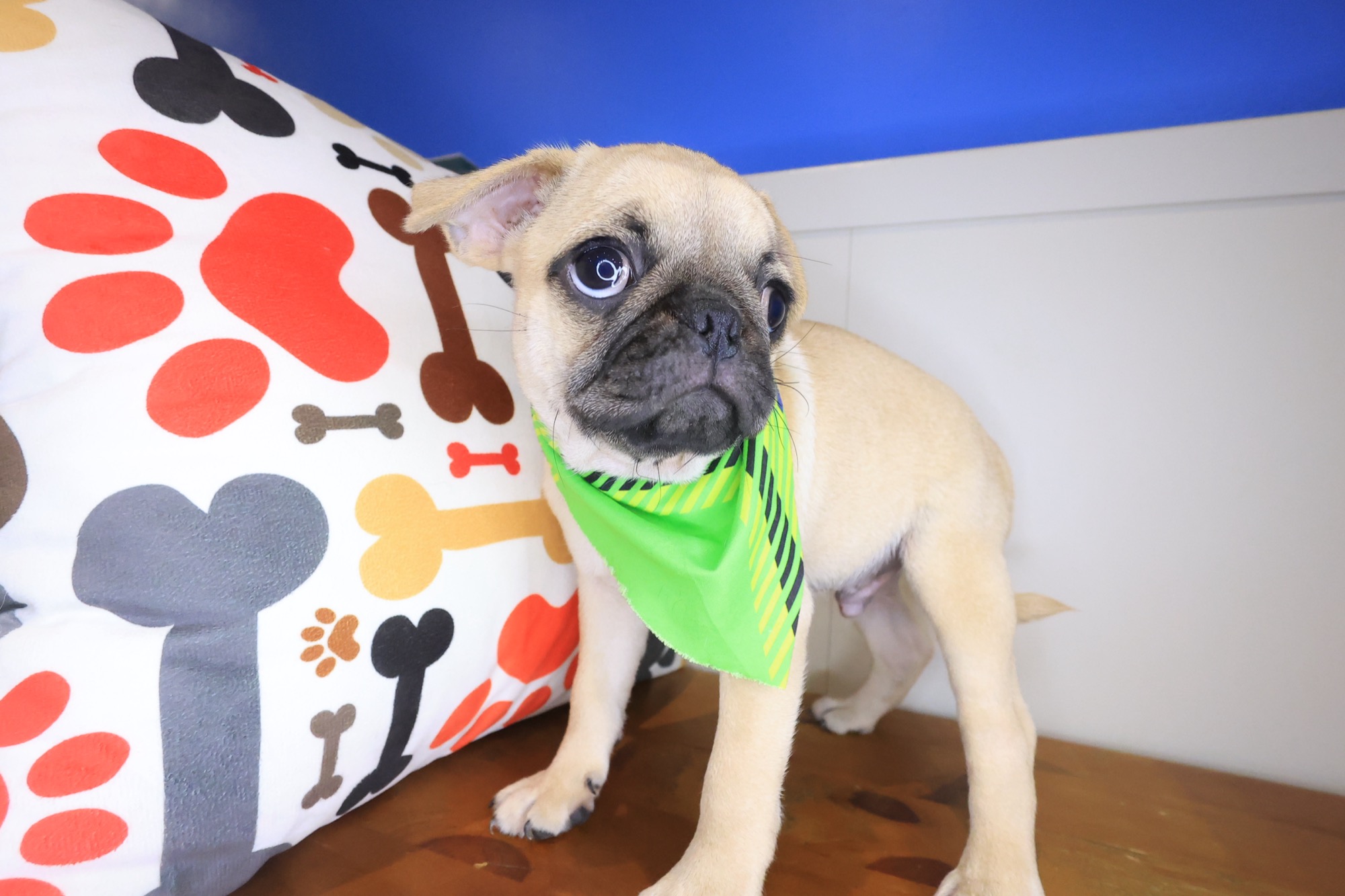 Arvin, Pug puppy photo 3