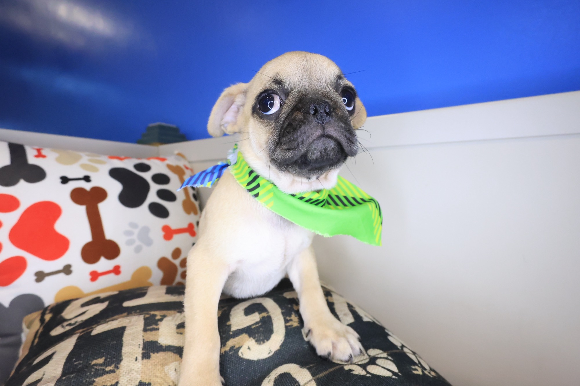 Arvin, Pug puppy photo 4