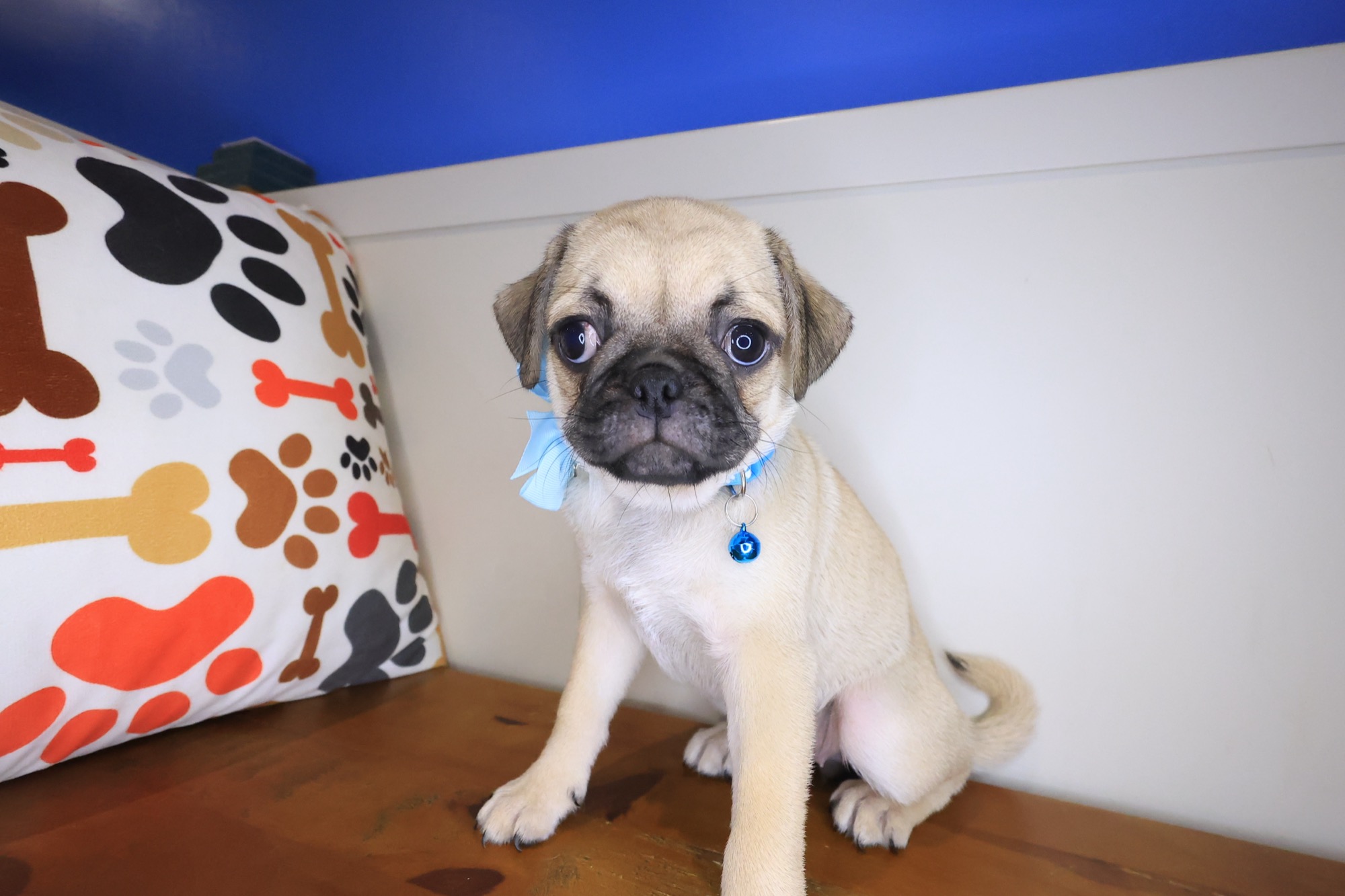 Kairee, Pug puppy
