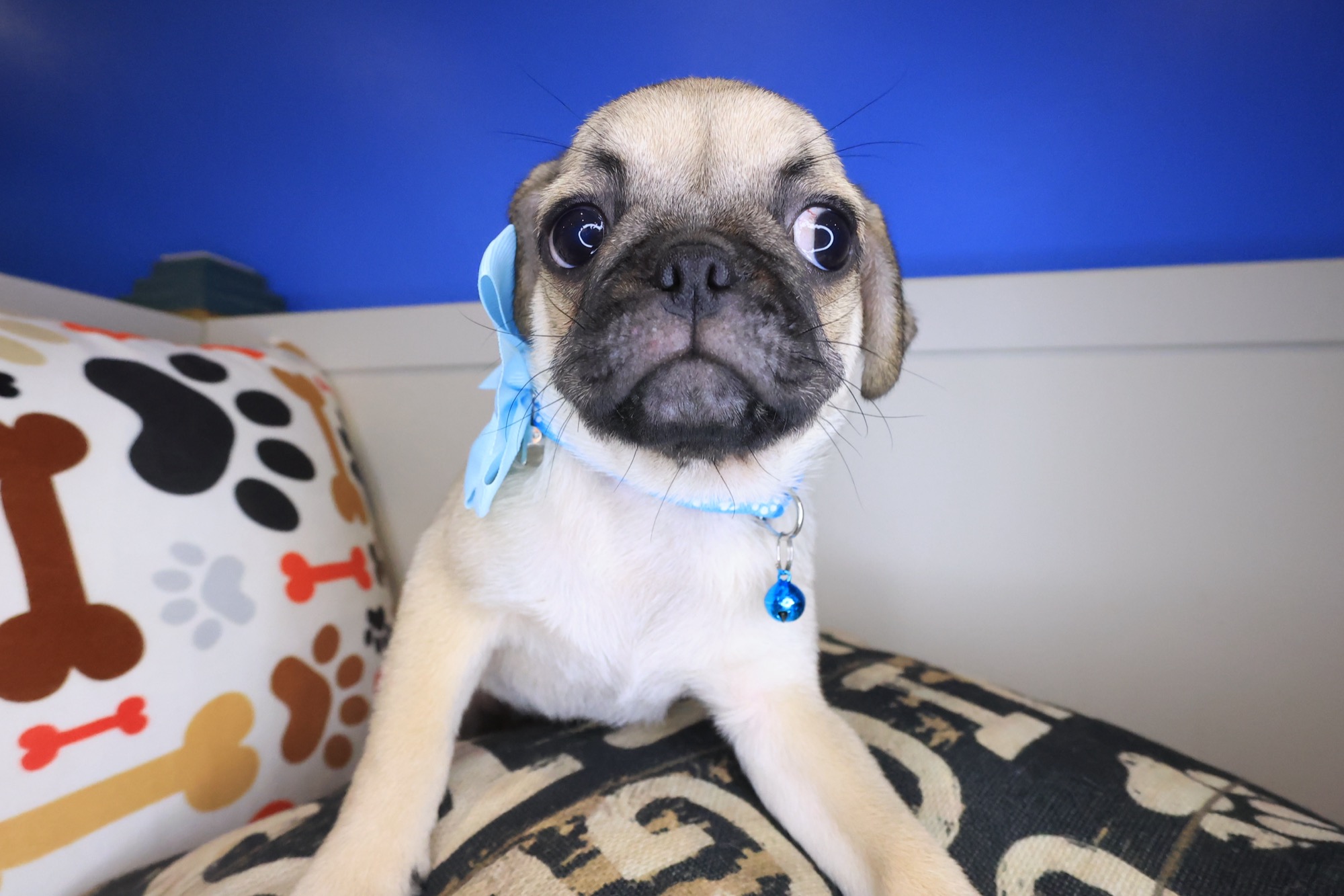 Kairee, Pug puppy photo 2