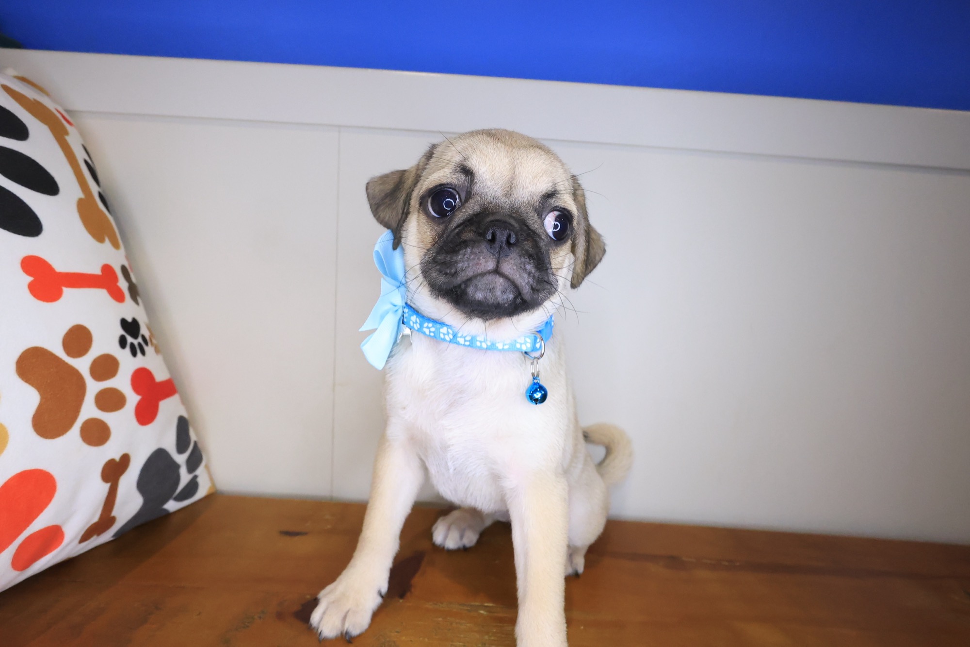 Kairee, Pug puppy photo 3