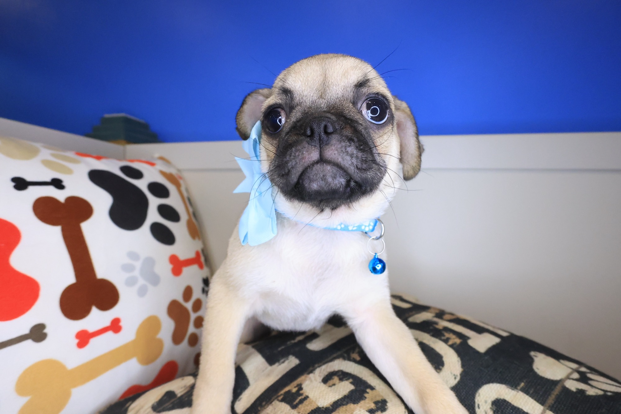 Kairee, Pug puppy photo 4