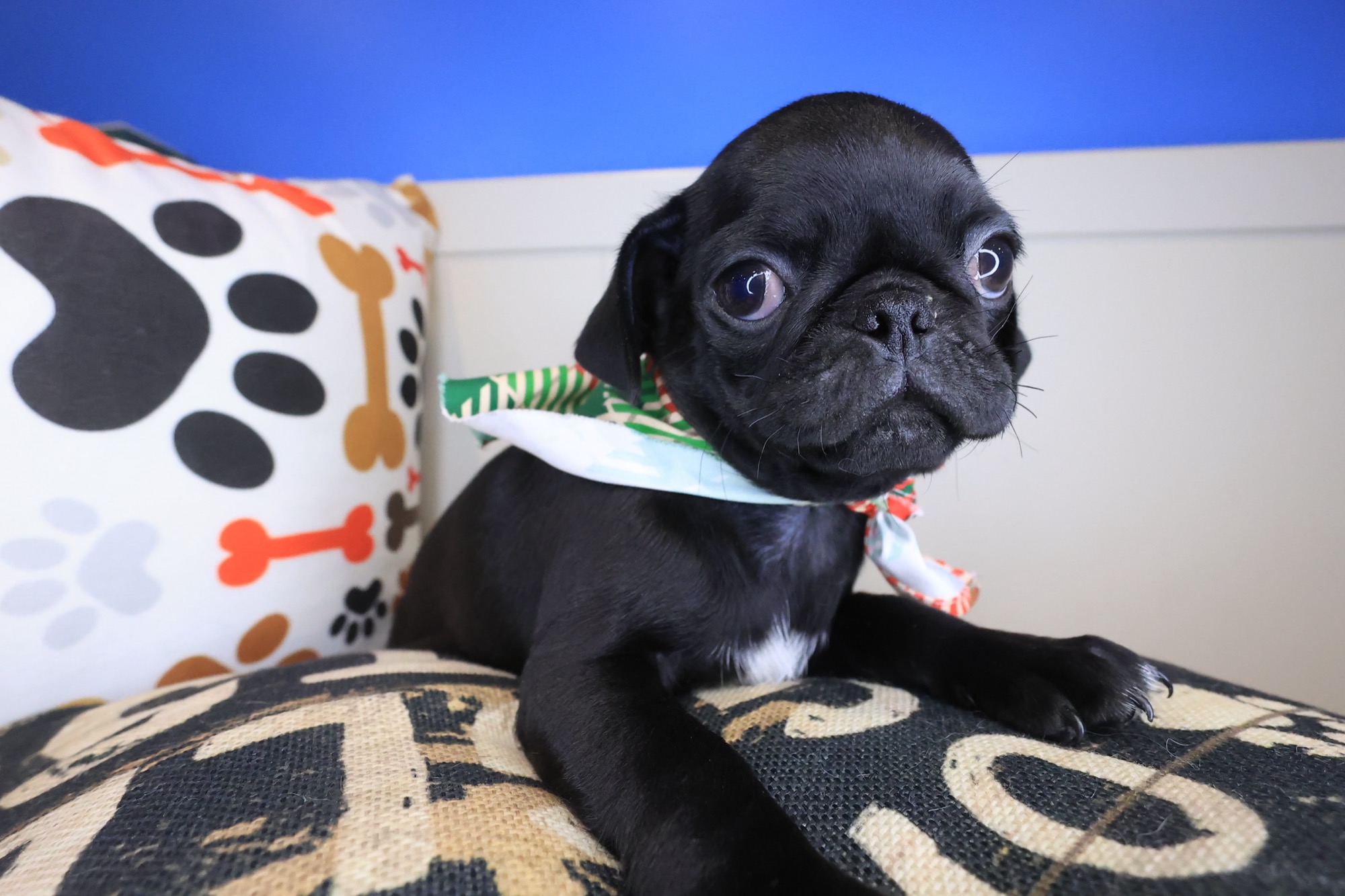Ezra, Pug puppy