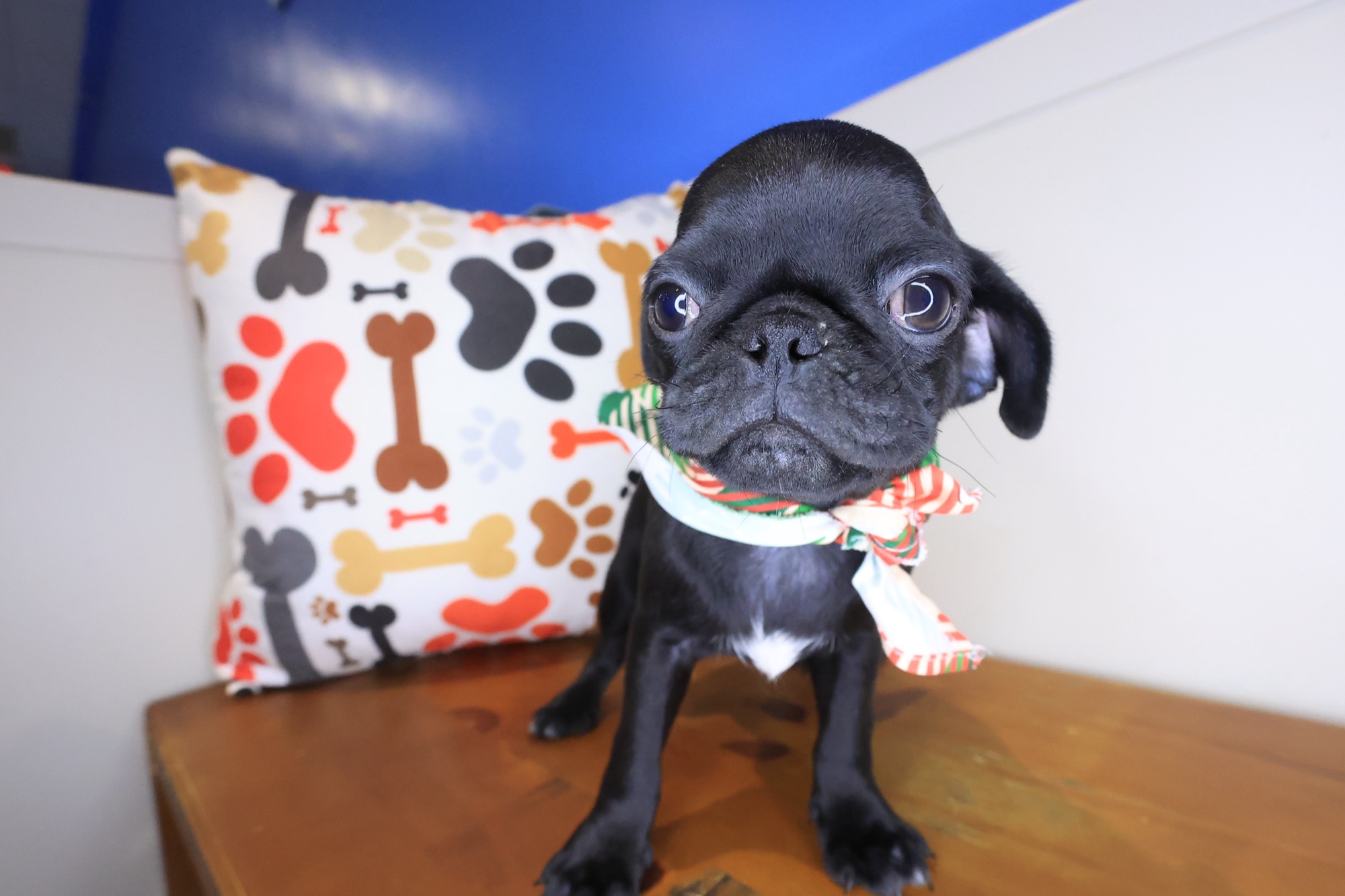 Ezra, Pug puppy photo 2