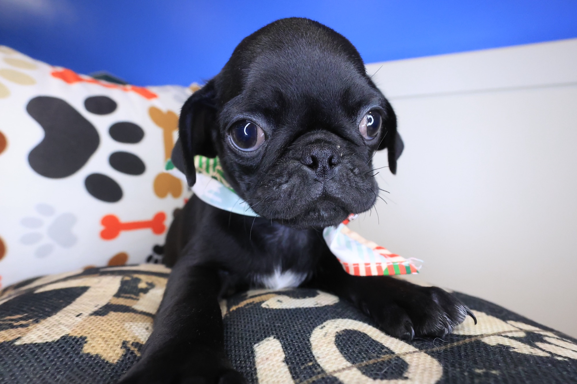 Ezra, Pug puppy photo 3