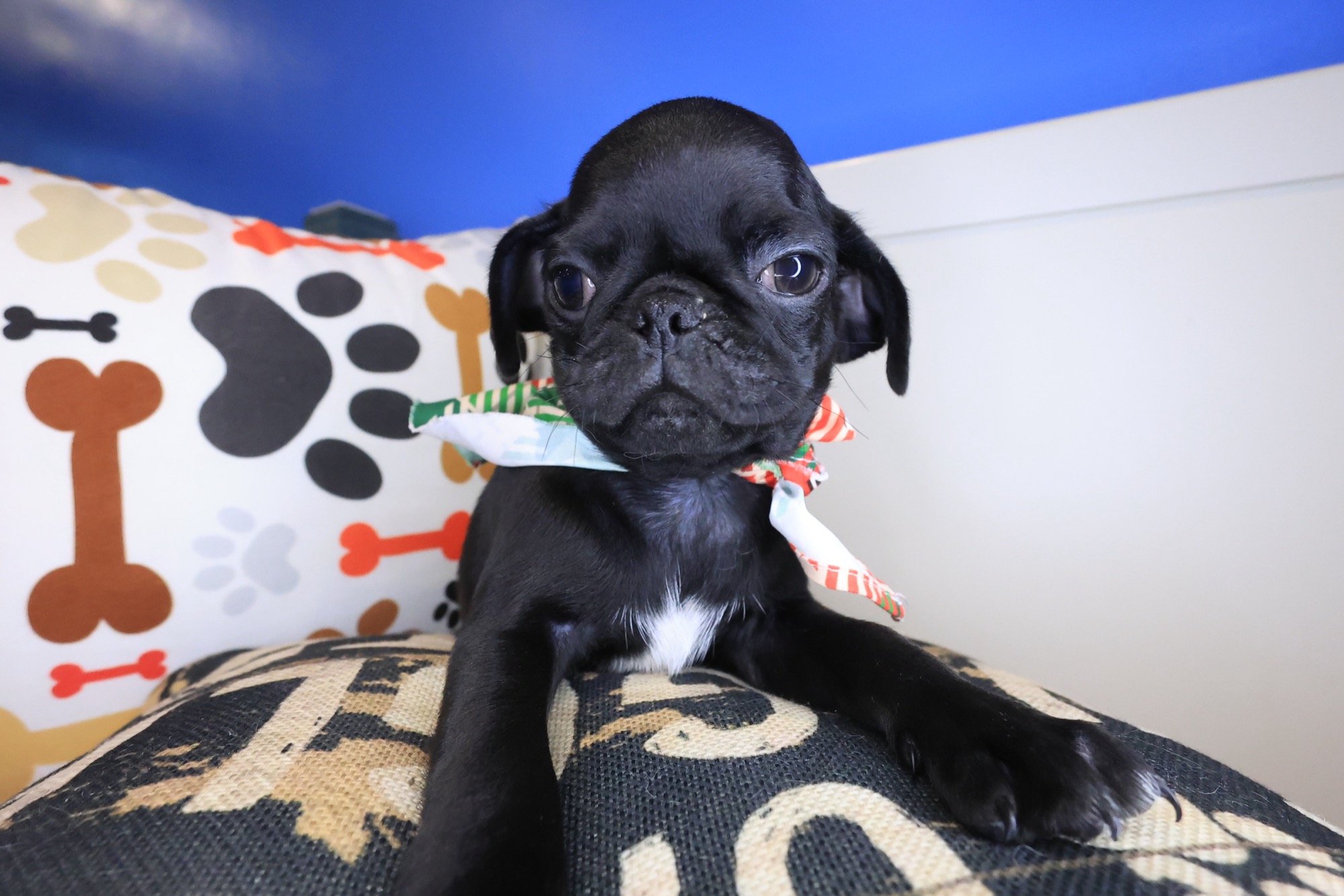 Ezra, Pug puppy photo 4