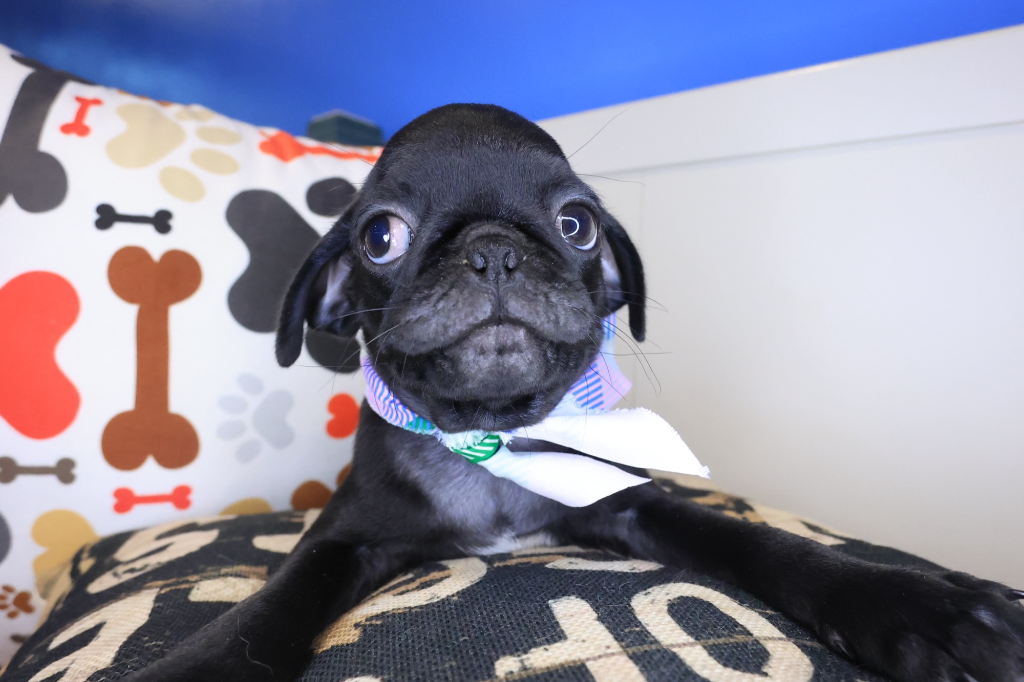 Eddie, Pug puppy