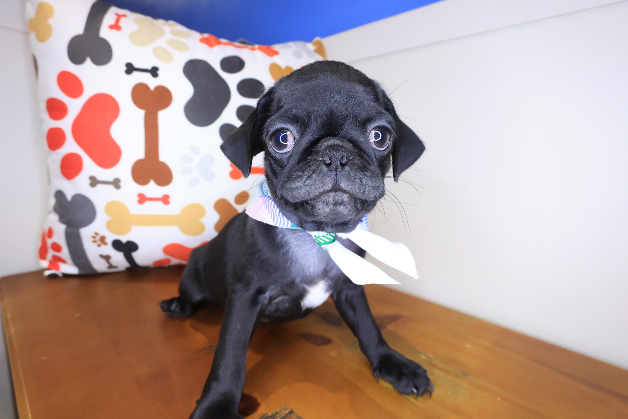 Eddie, Pug puppy photo 2