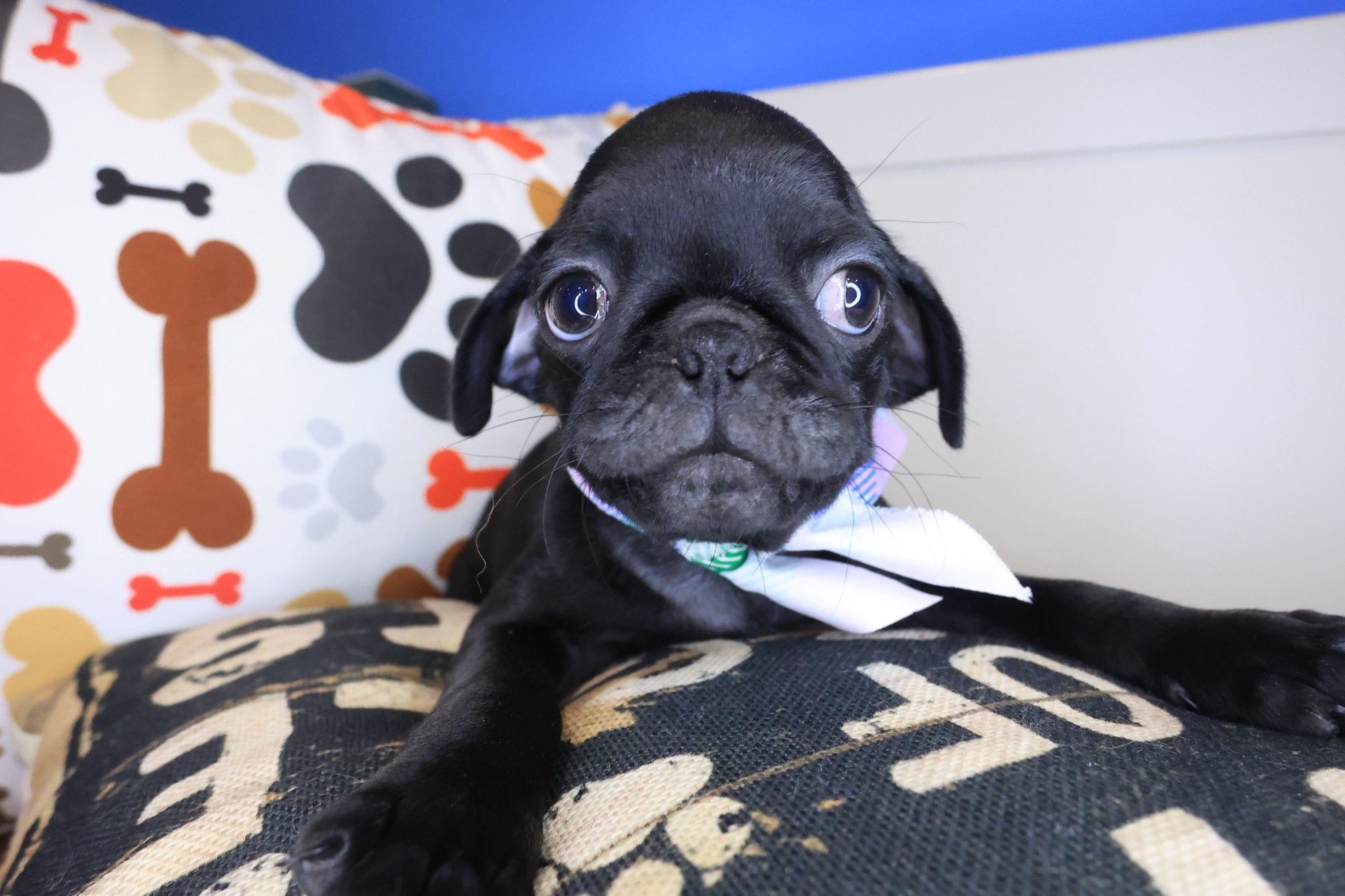 Eddie, Pug puppy photo 3