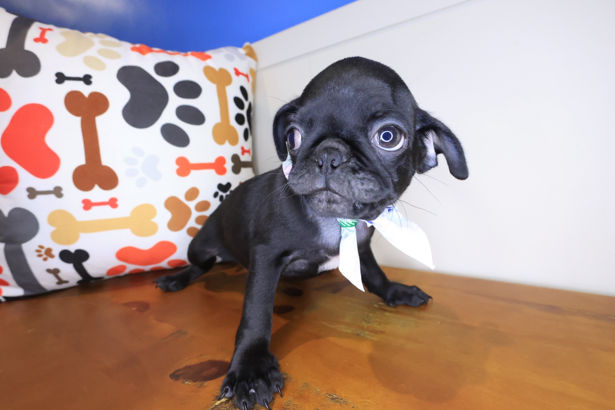 Eddie, Pug puppy photo 4