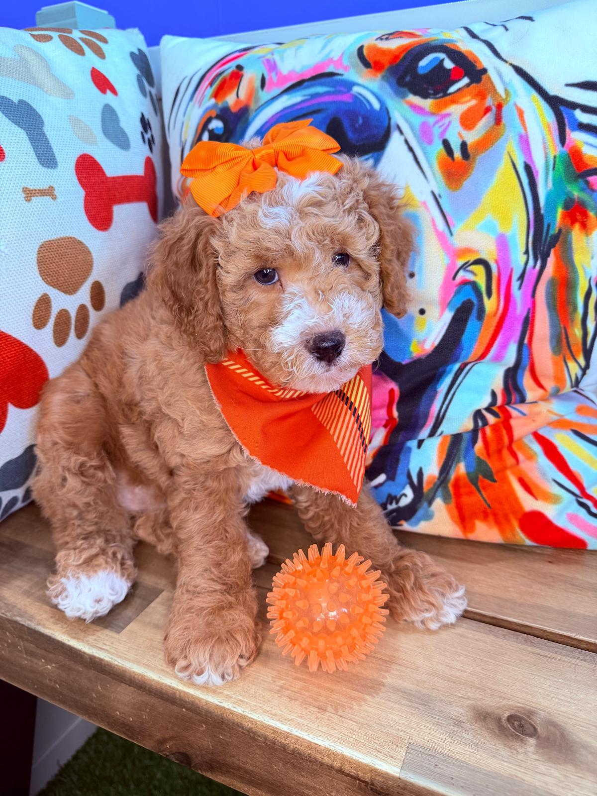 Miso, Goldendoodle puppy photo 2