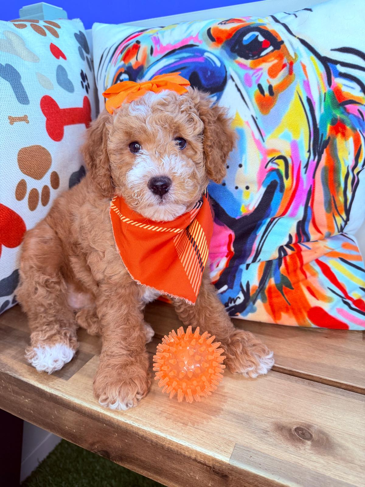 Miso, Goldendoodle puppy photo 3