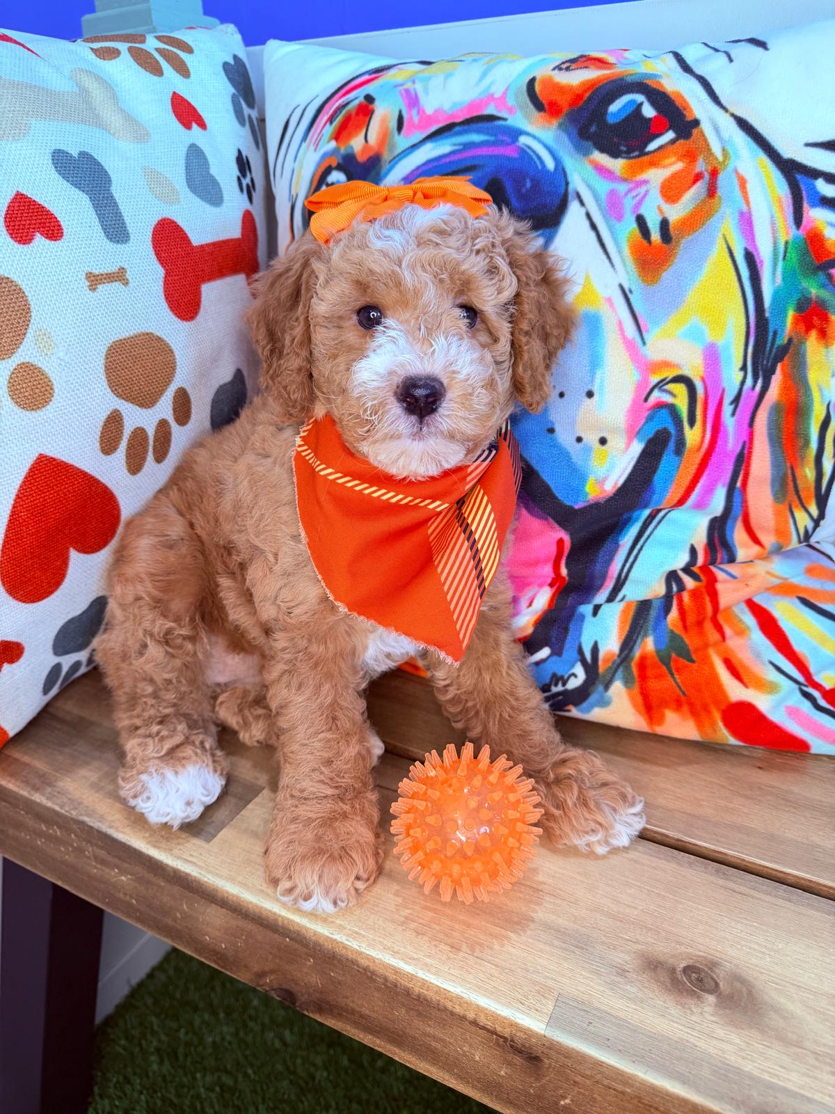 Miso, Goldendoodle puppy photo 4